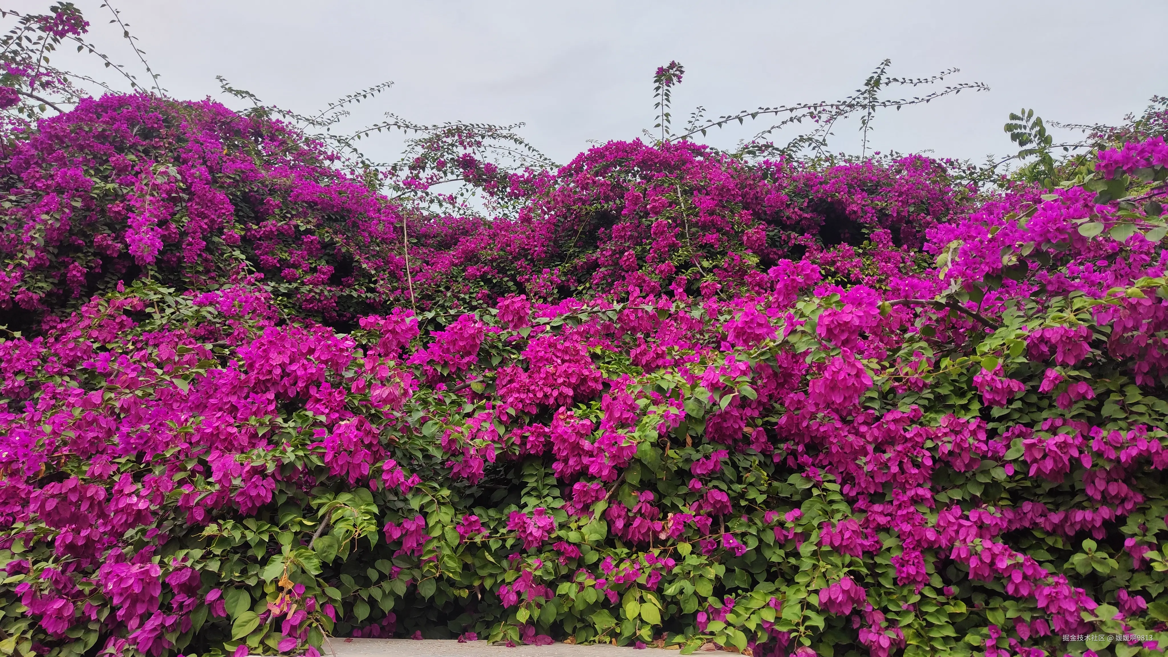 媛媛啊9813于2024-12-16 19:35发布的图片