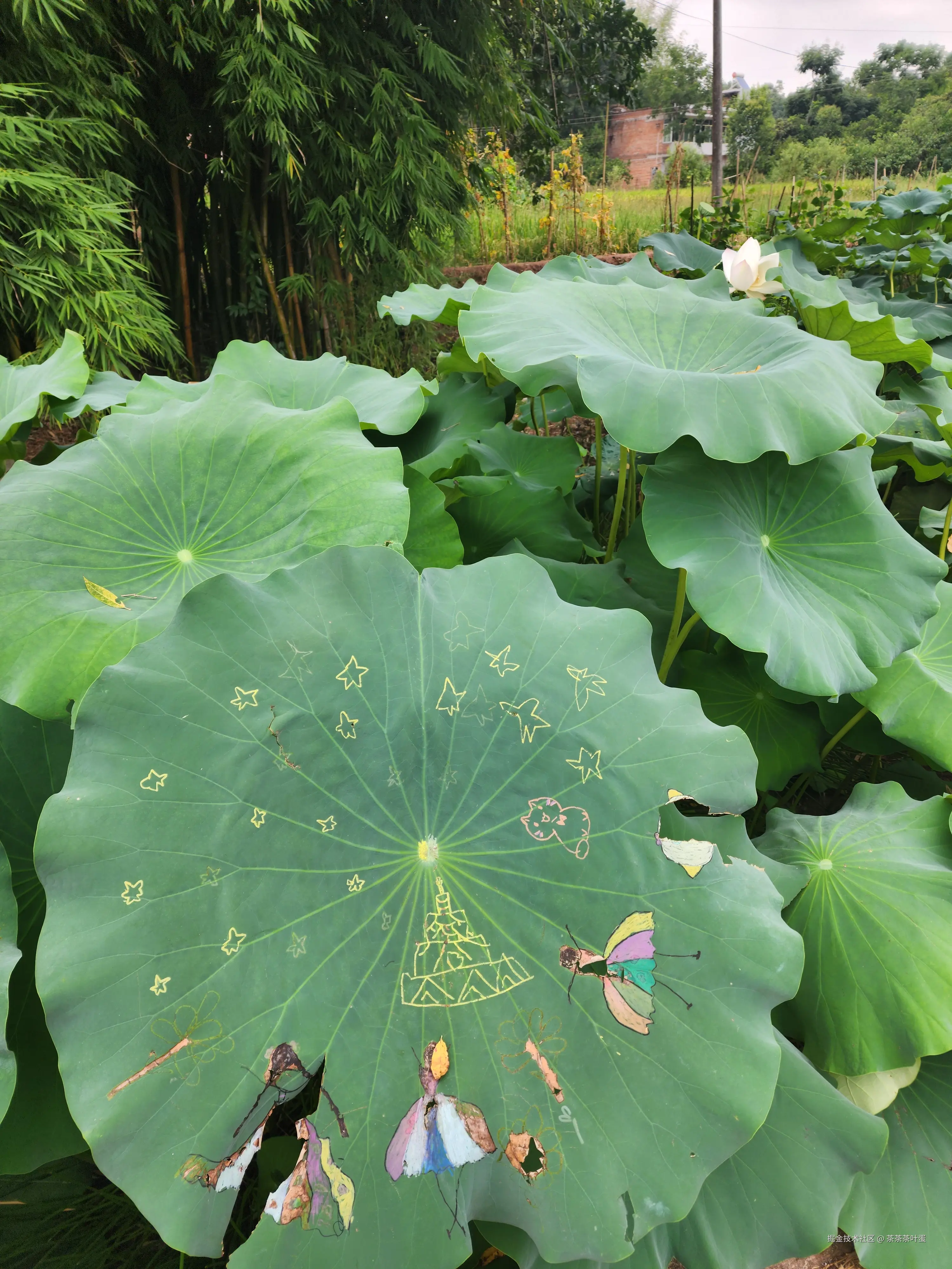 茶茶茶叶蛋于2025-12-22 10:40发布的图片