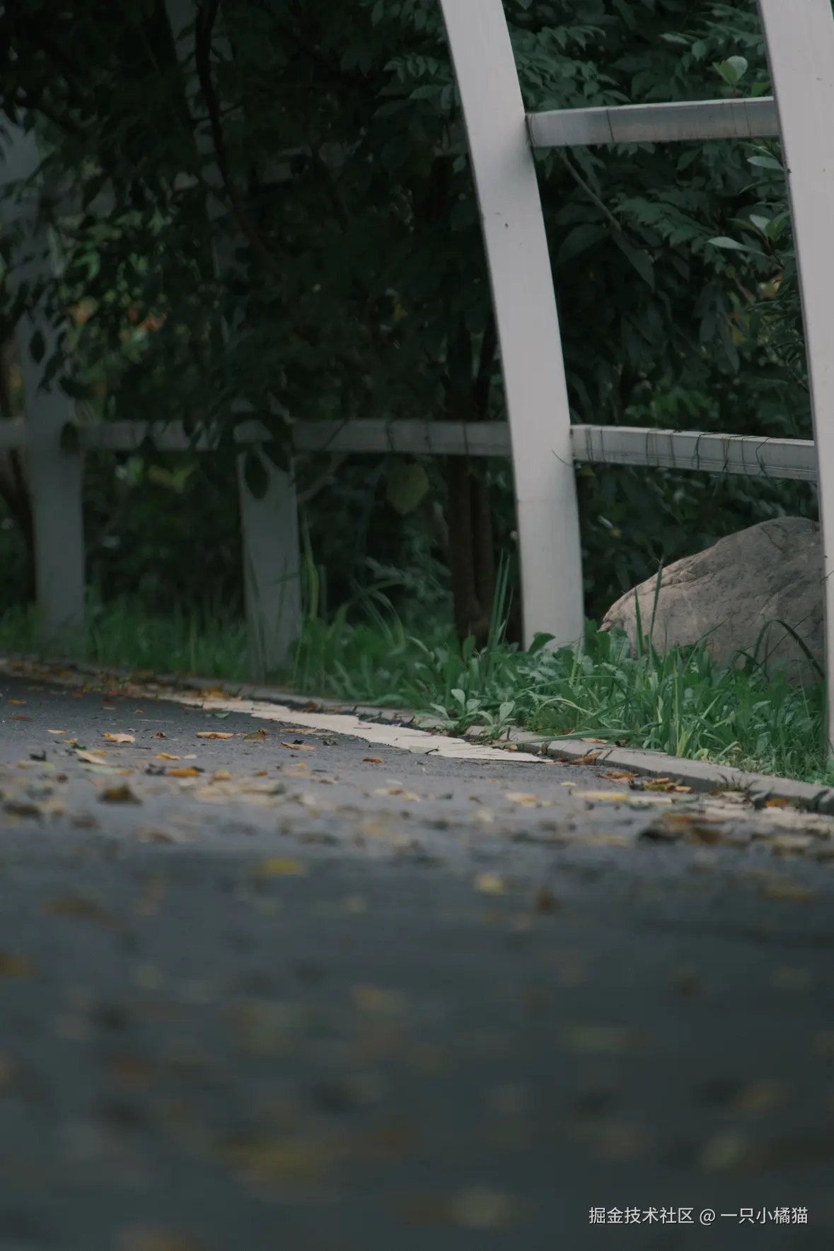 一只小橘猫于2025-10-06 11:34发布的图片