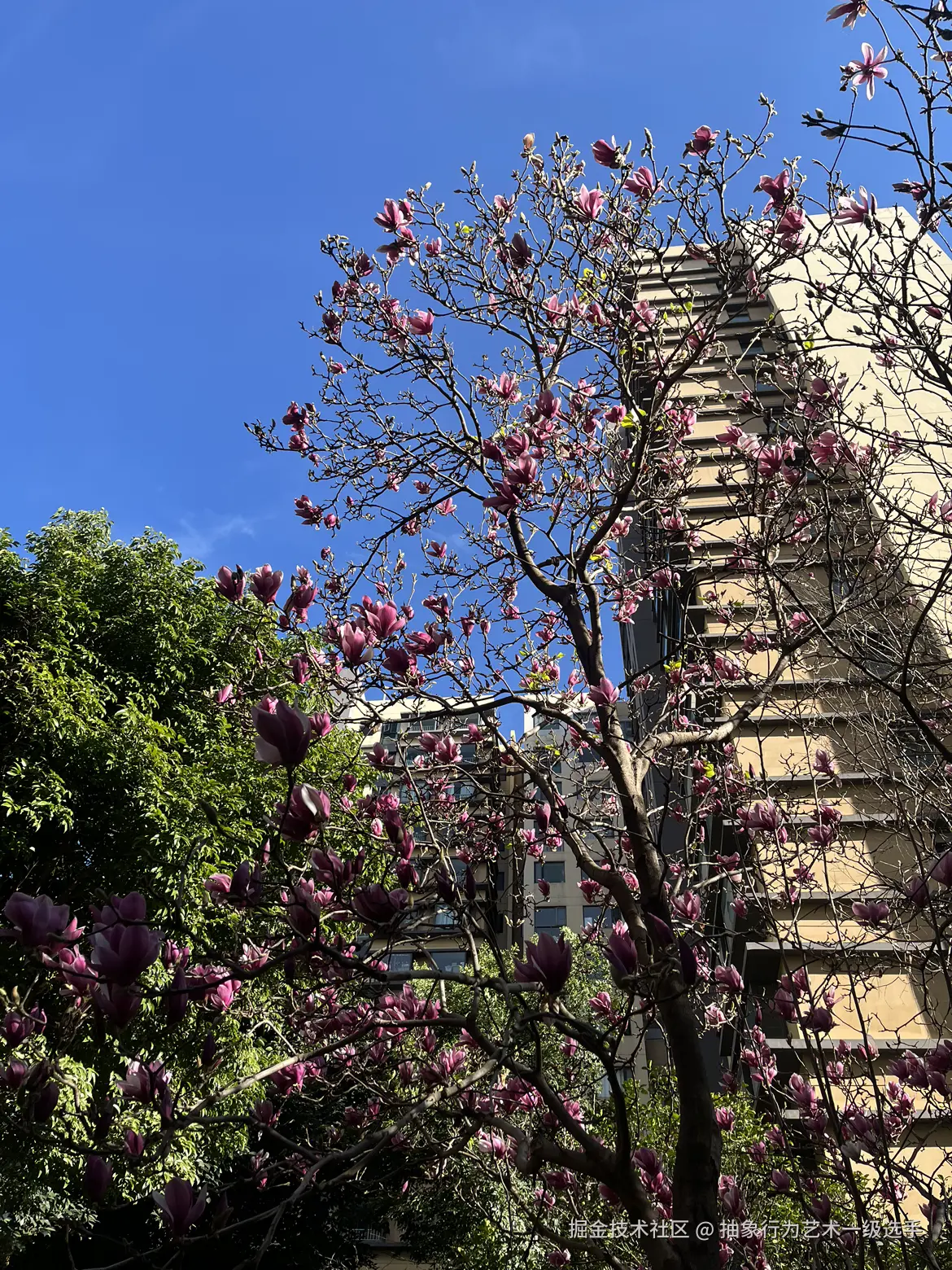 抽象行为艺术一级选手于2026-02-04 10:33发布的图片