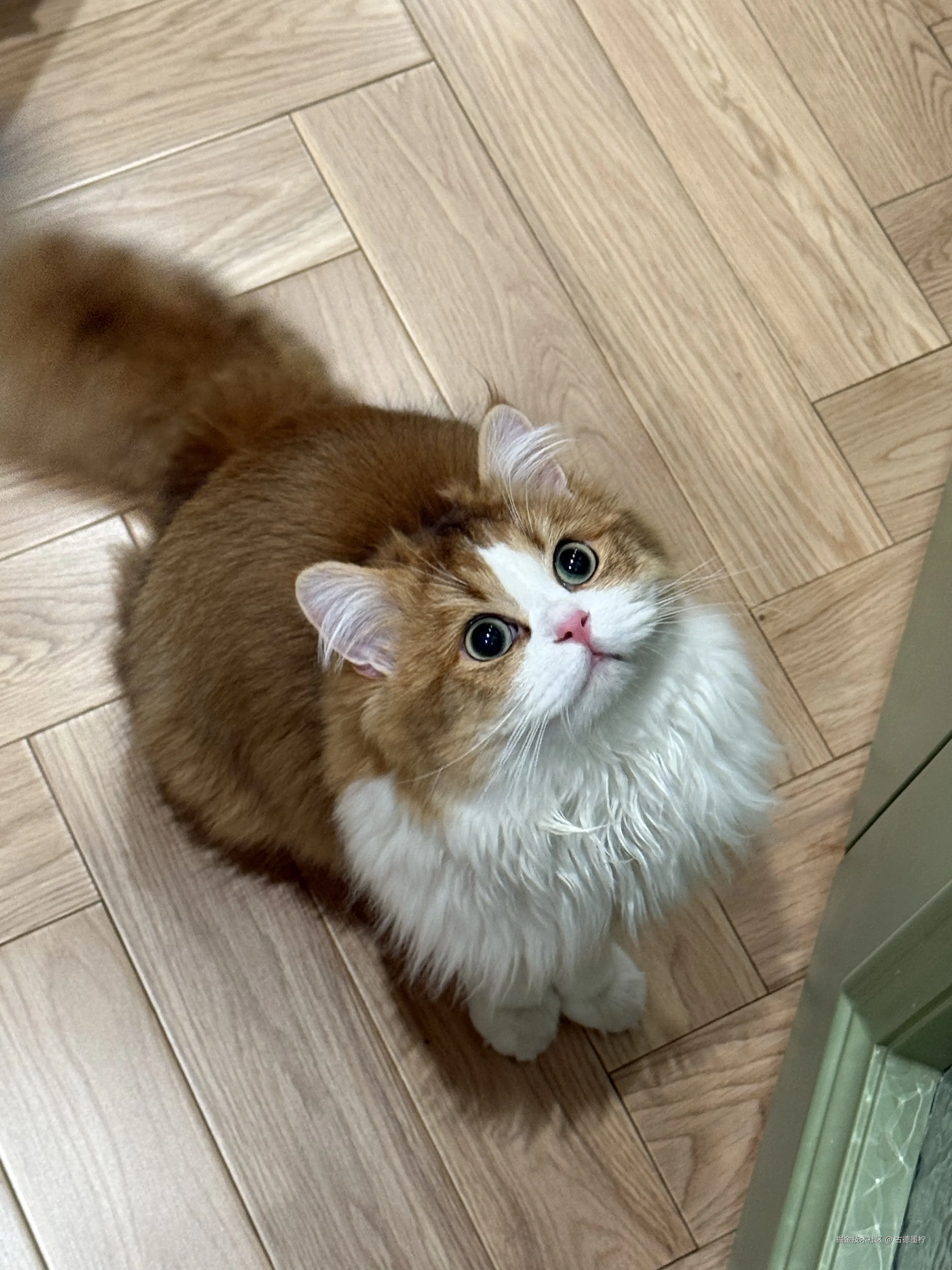 古德墨柠于2025-05-09 14:13发布的图片