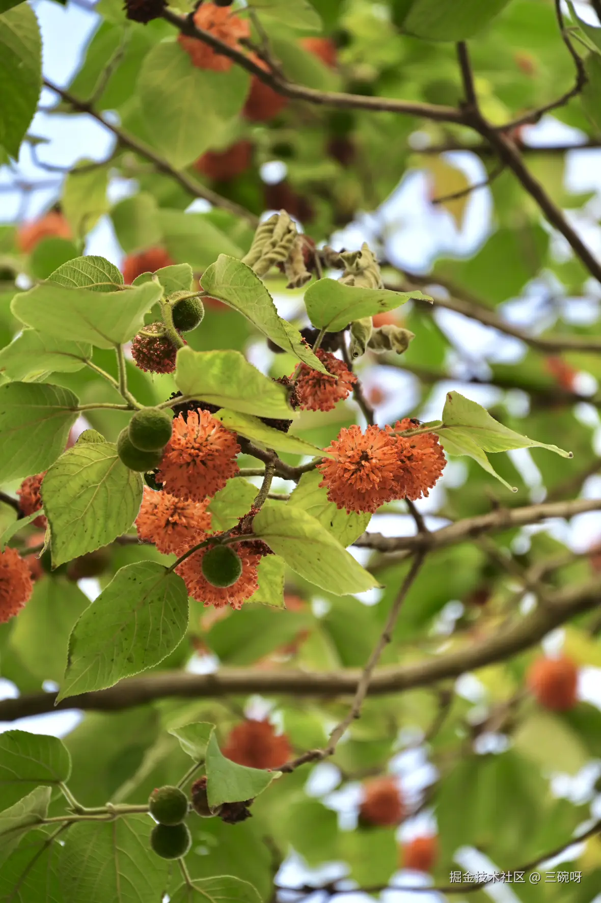 三碗呀于2025-07-02 10:00发布的图片