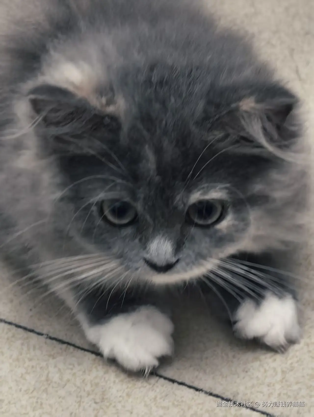 努力赚钱养猫猫于2025-11-06 09:26发布的图片