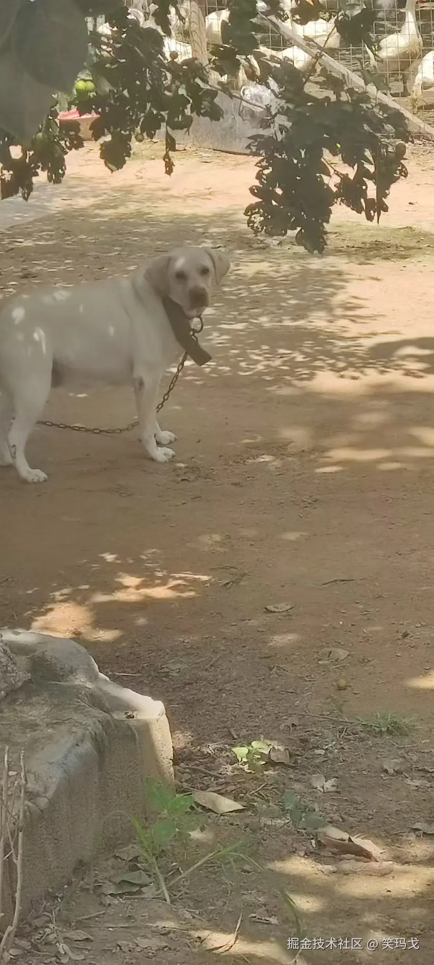 笑玛戈于2024-08-27 13:44发布的图片