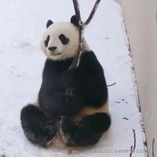 新年新气象日日是好日于2025-03-05 14:48发布的图片