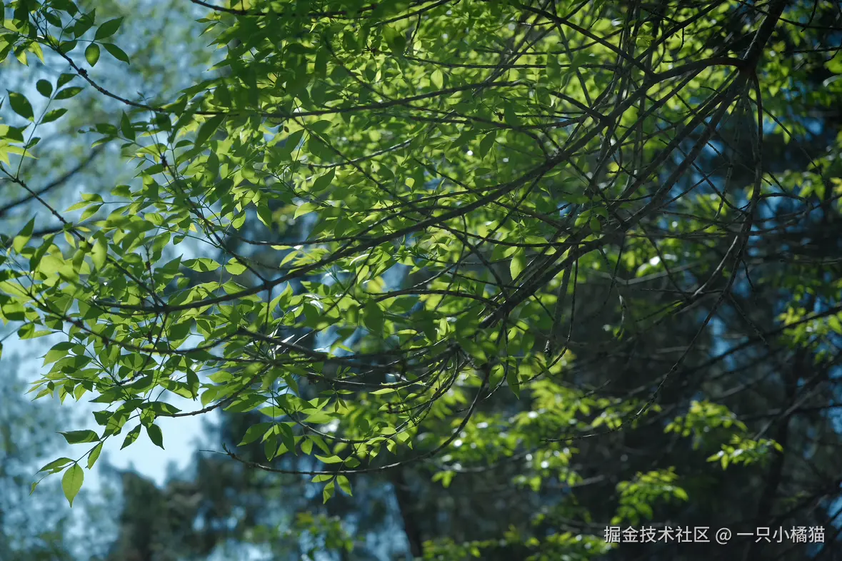 一只小橘猫于2025-04-18 09:39发布的图片