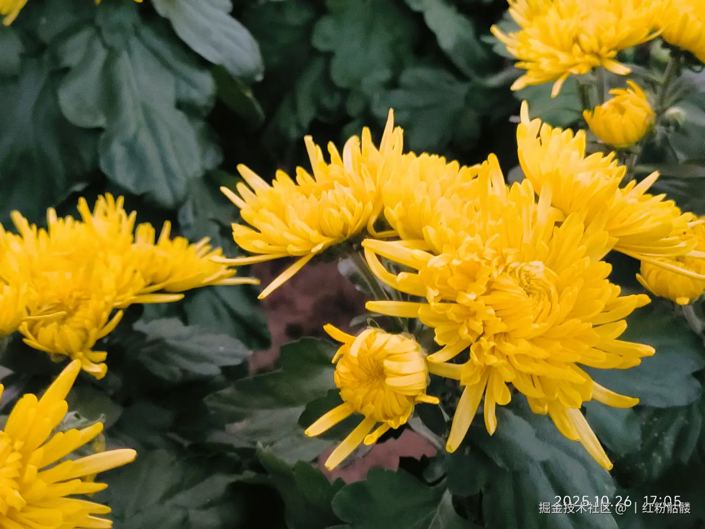 丨红粉骷髅于2025-10-27 15:25发布的图片