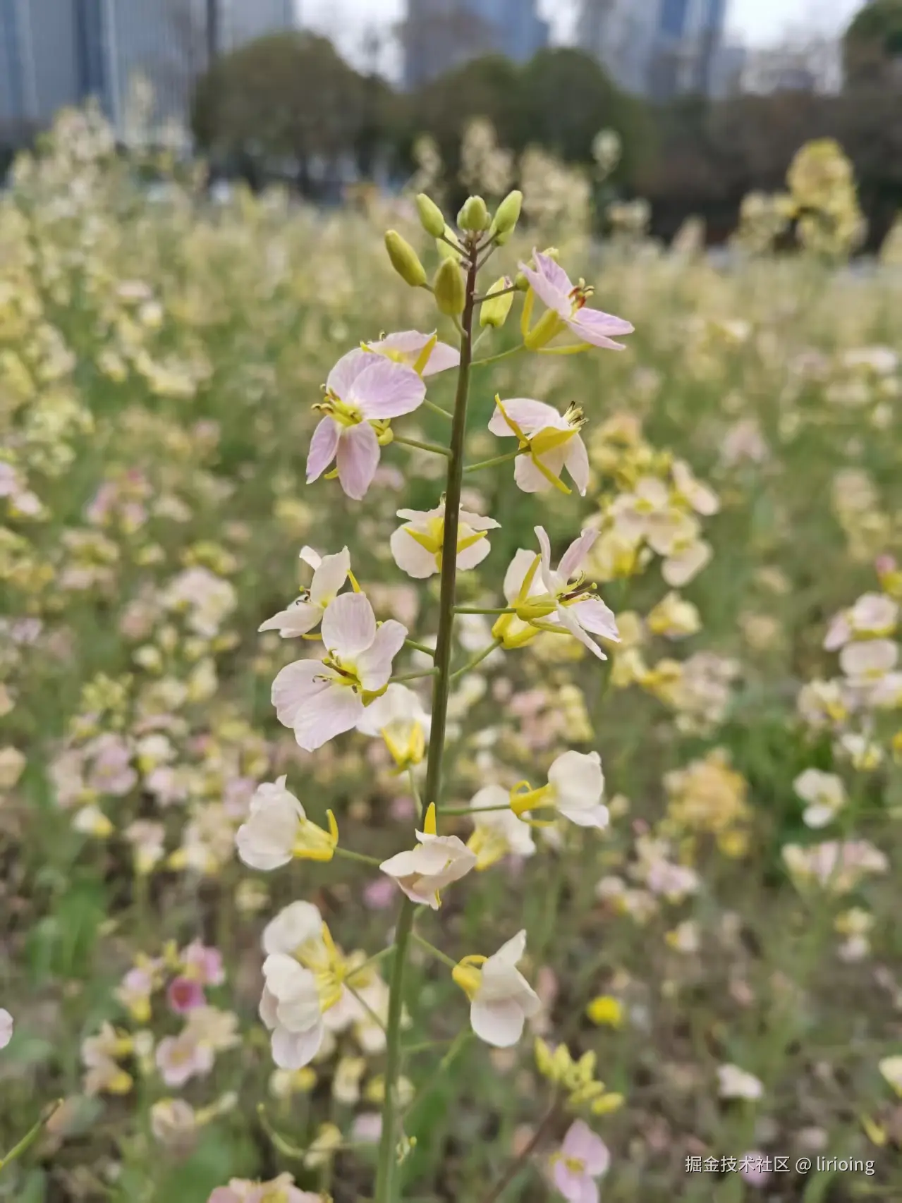 lirioing于2026-03-25 09:24发布的图片