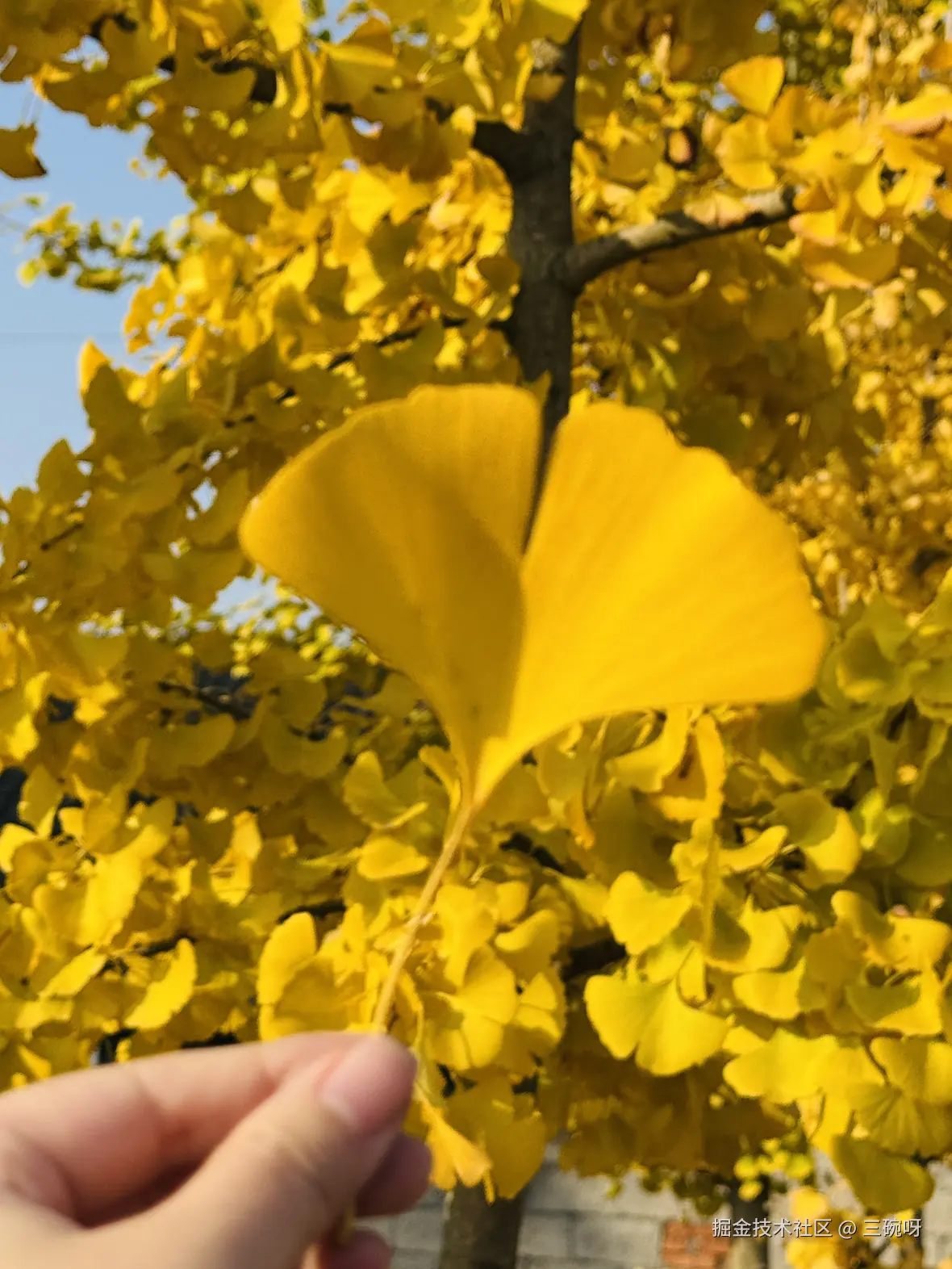 三碗呀于2024-12-03 10:19发布的图片