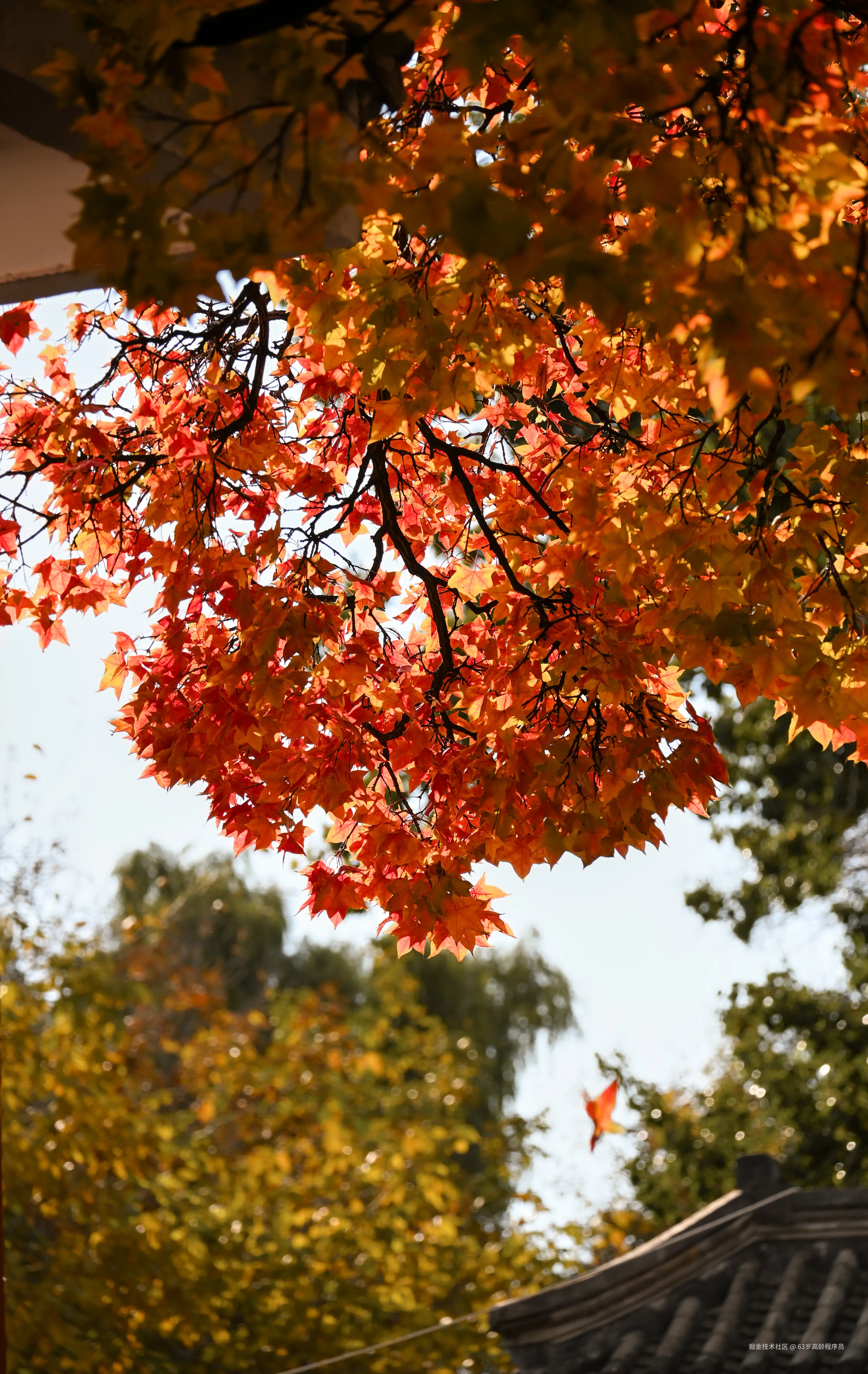 63岁高龄程序员于2025-11-05 07:17发布的图片