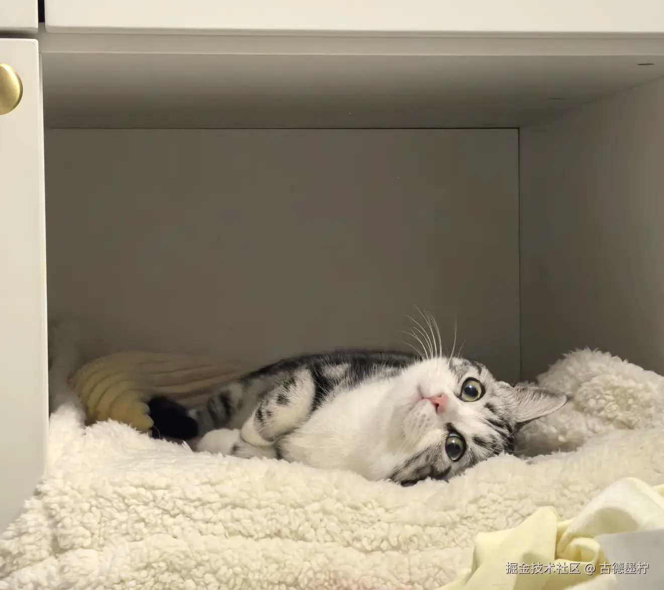 古德墨柠于2026-01-26 16:09发布的图片