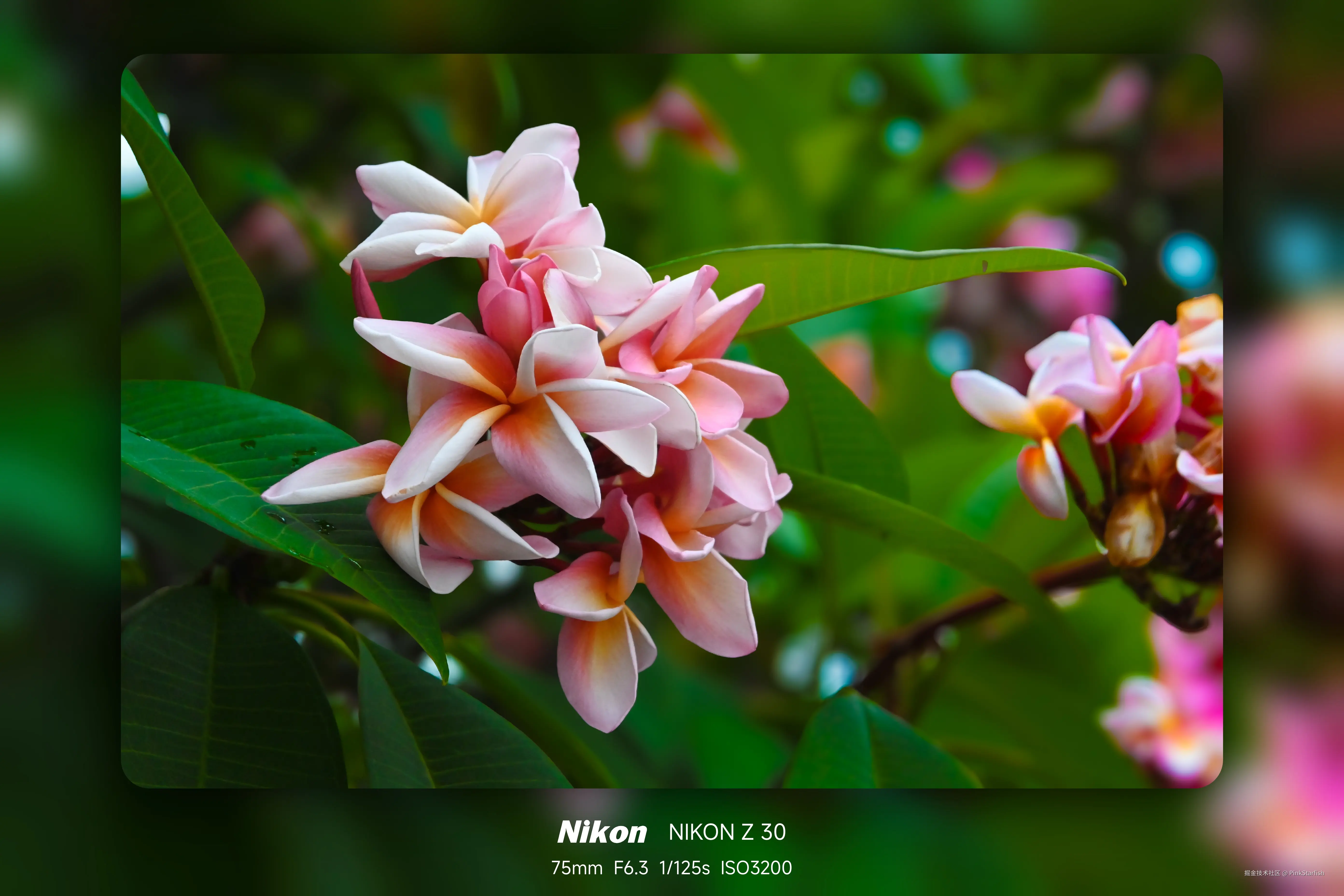 PinkStarfish于2025-05-27 11:45发布的图片