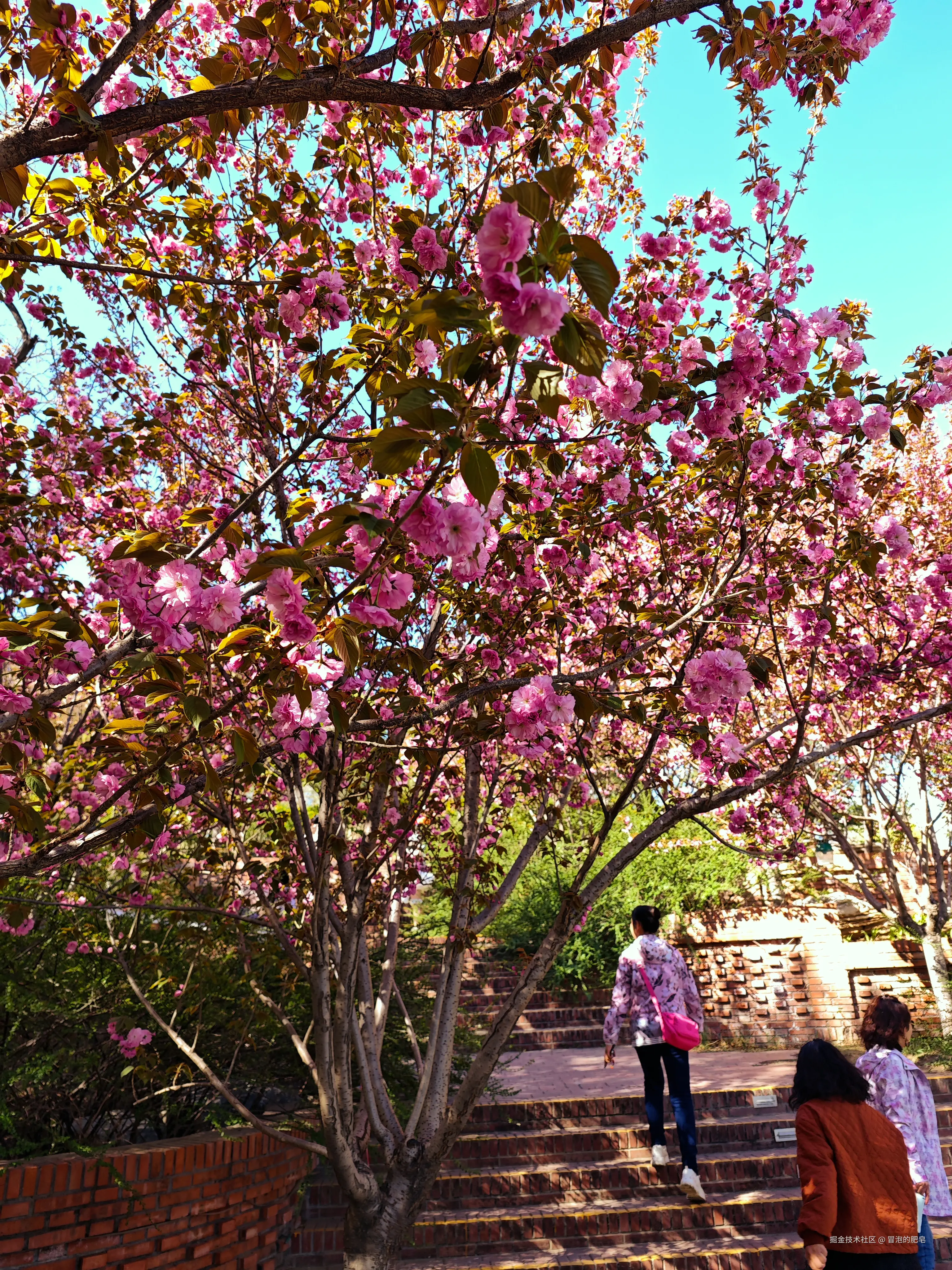 冒泡的肥皂于2025-04-05 11:12发布的图片