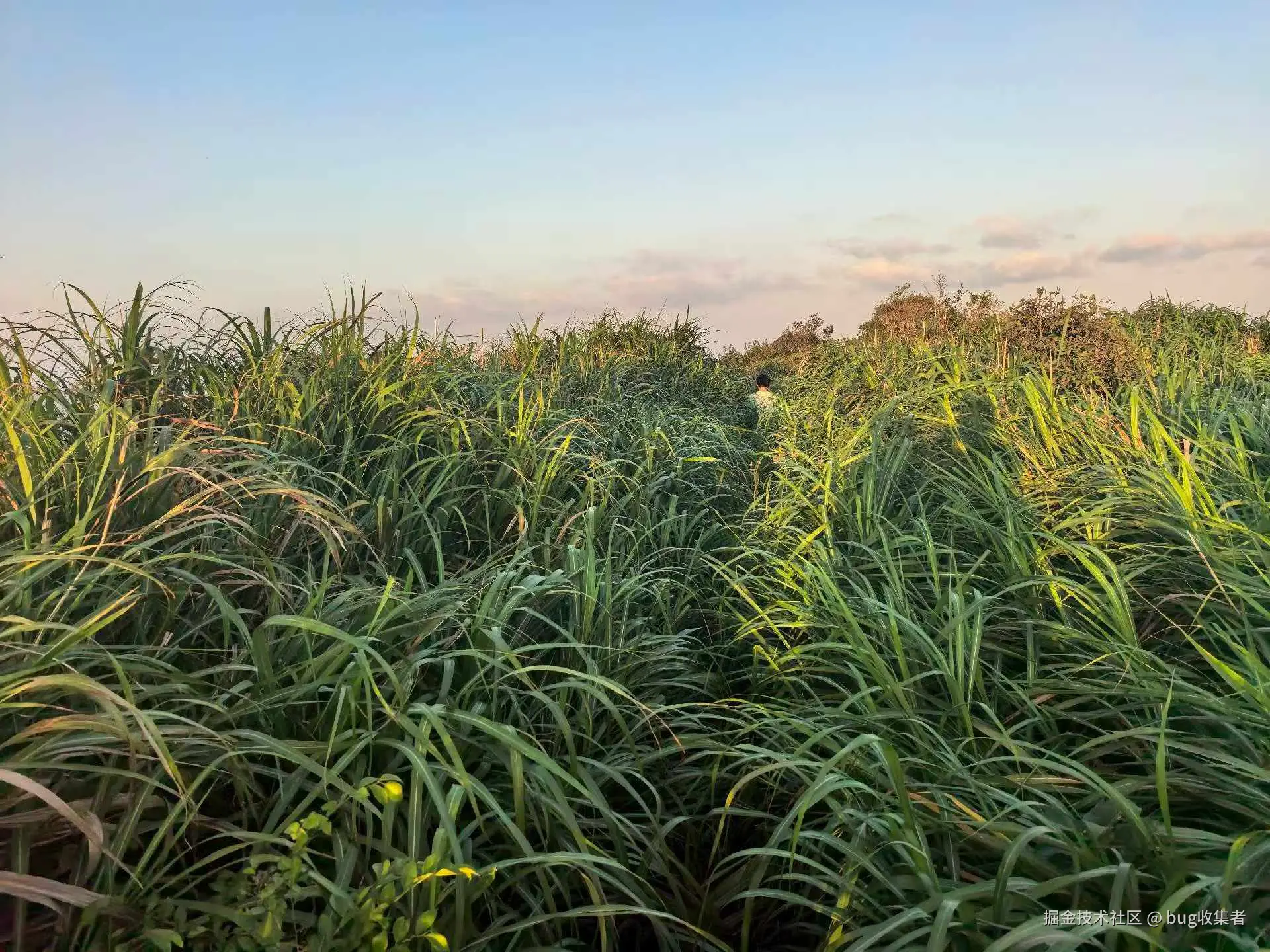 bug收集者于2025-10-27 09:53发布的图片