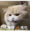 别艾特本锦鲤宝宝于2025-06-12 09:56发布的图片