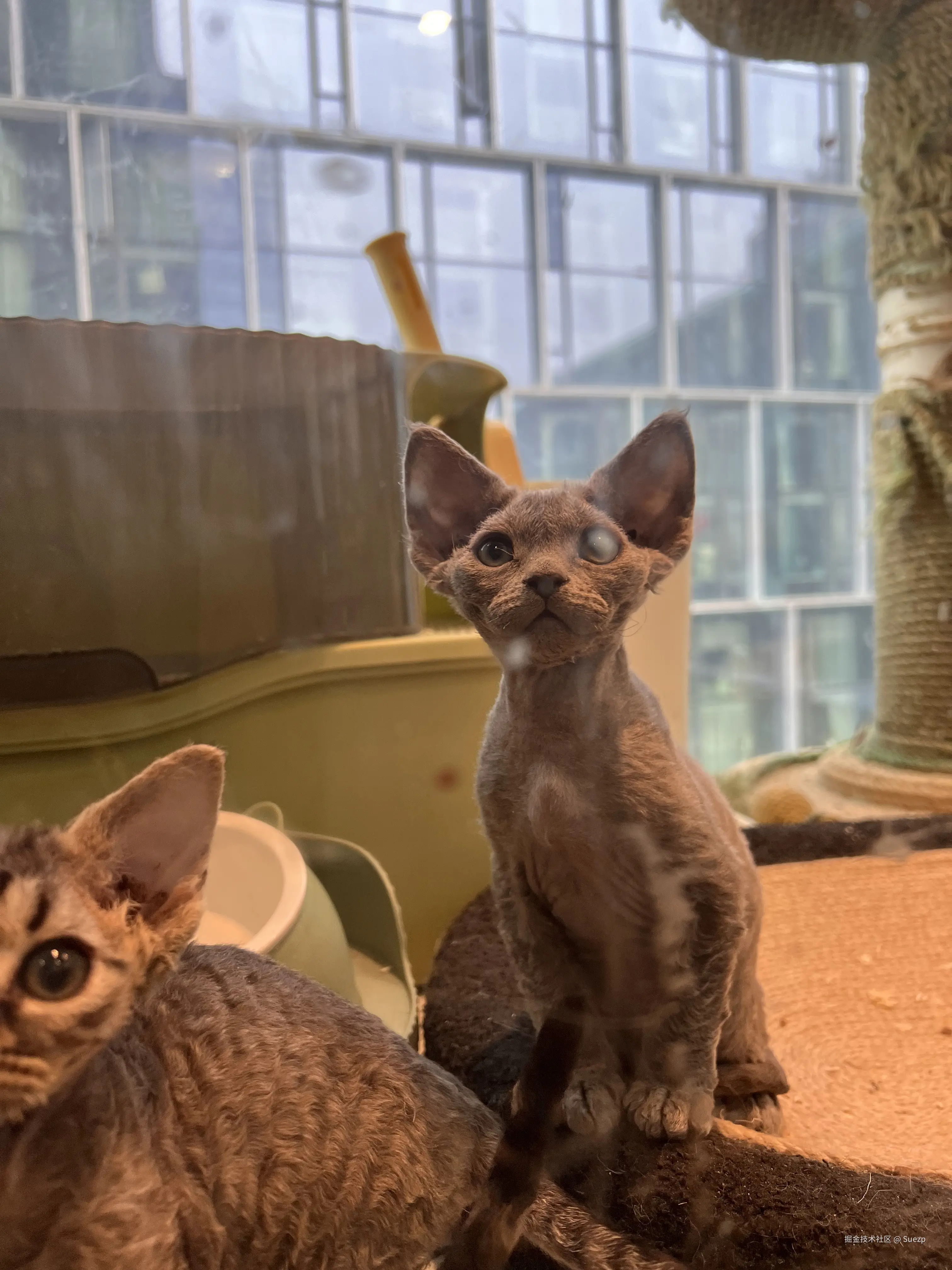 Suezp于2025-02-20 16:17发布的图片