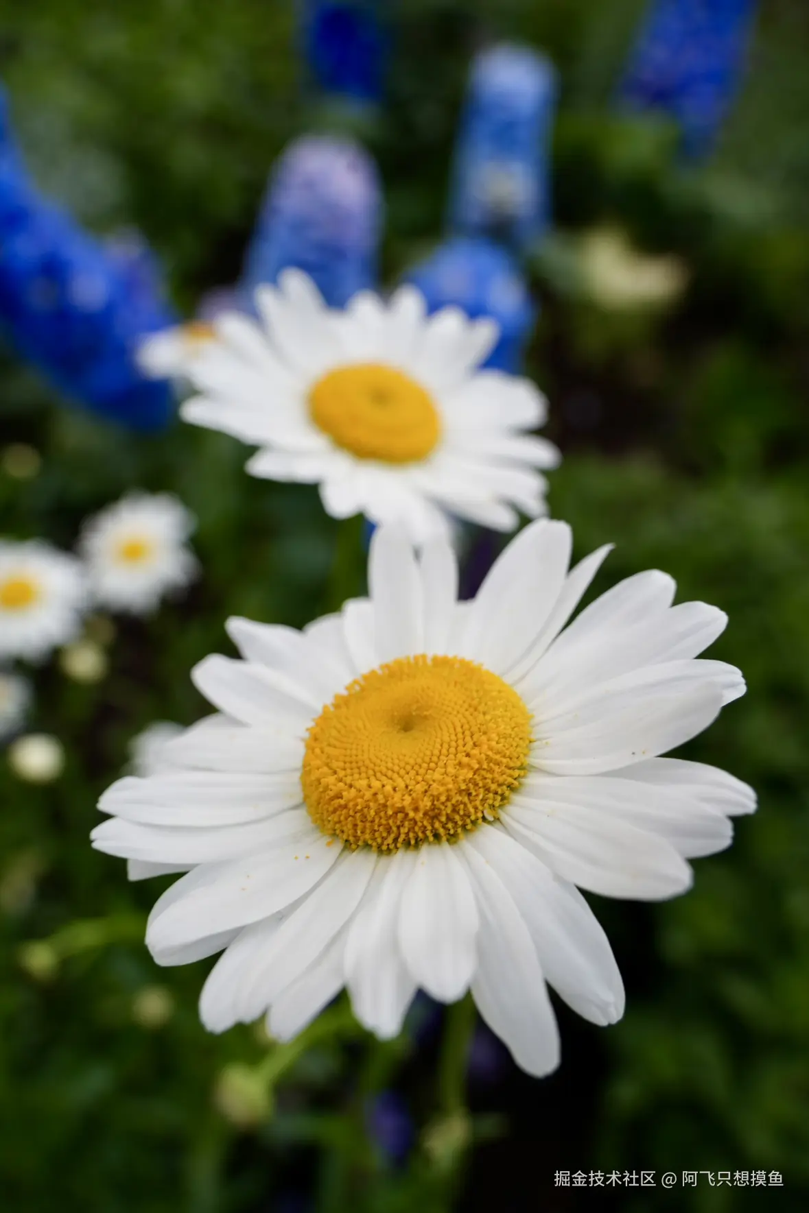 阿飞只想摸鱼于2025-05-30 13:56发布的图片