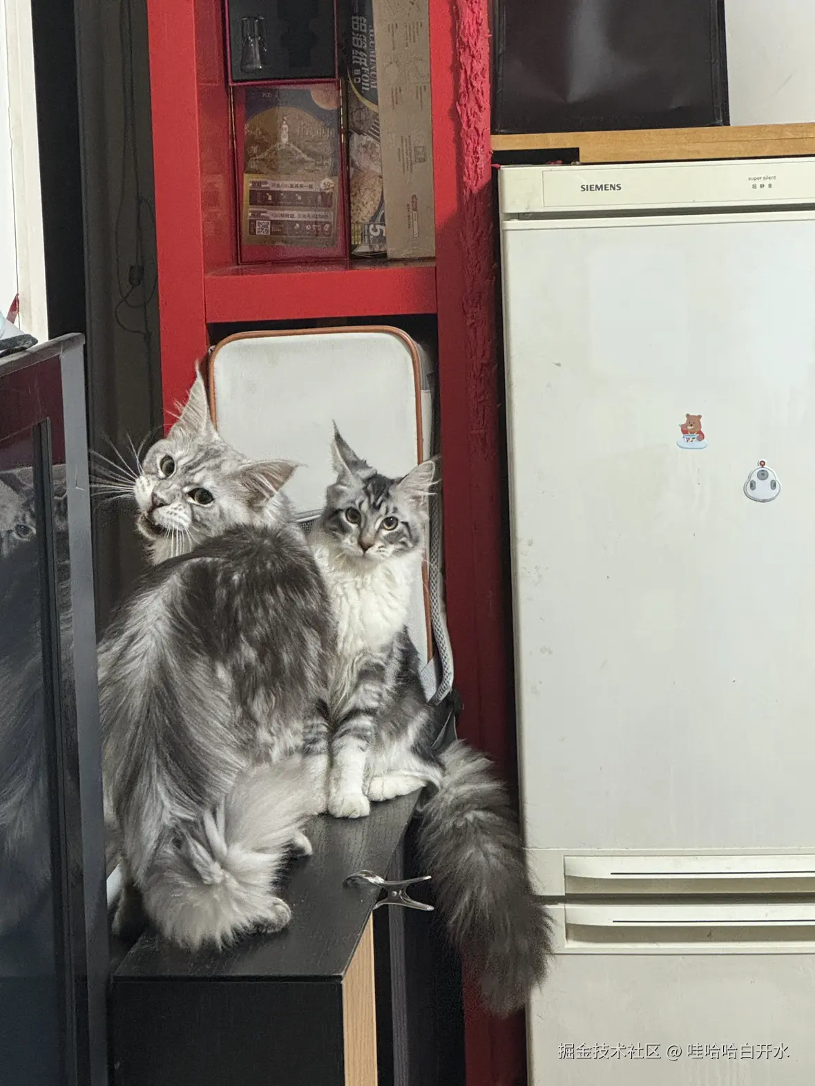 哇哈哈白开水于2024-11-25 09:43发布的图片