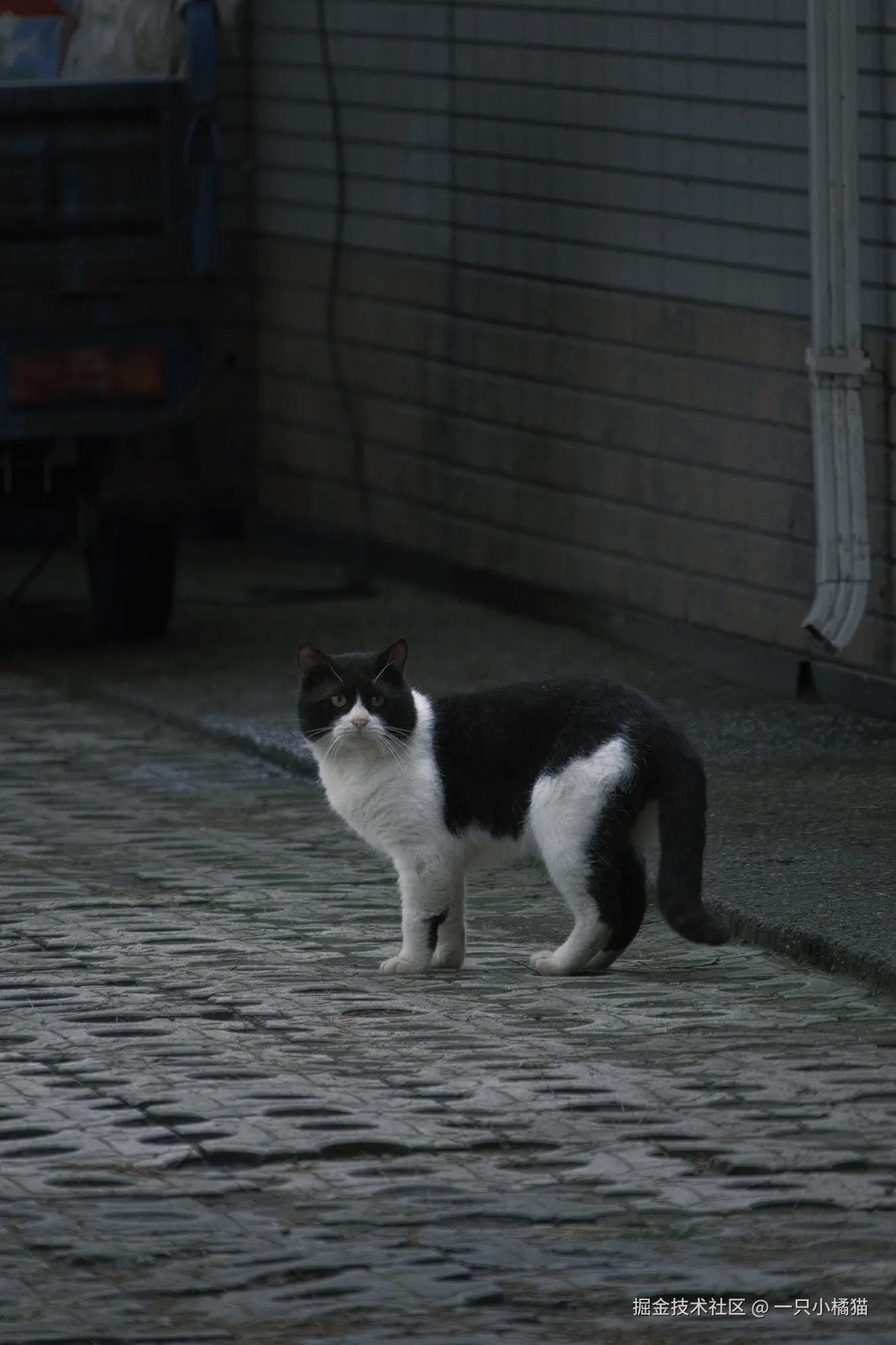 一只小橘猫于2025-10-06 11:34发布的图片