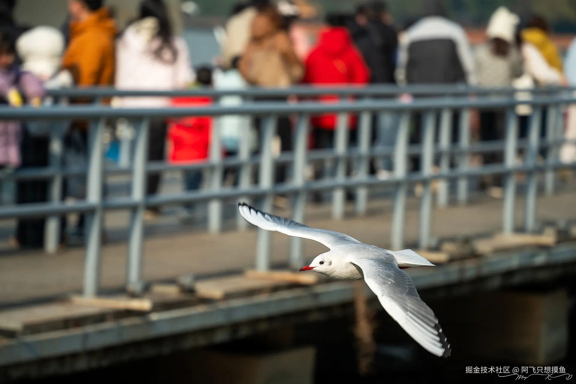 阿飞只想摸鱼于2024-12-20 10:23发布的图片