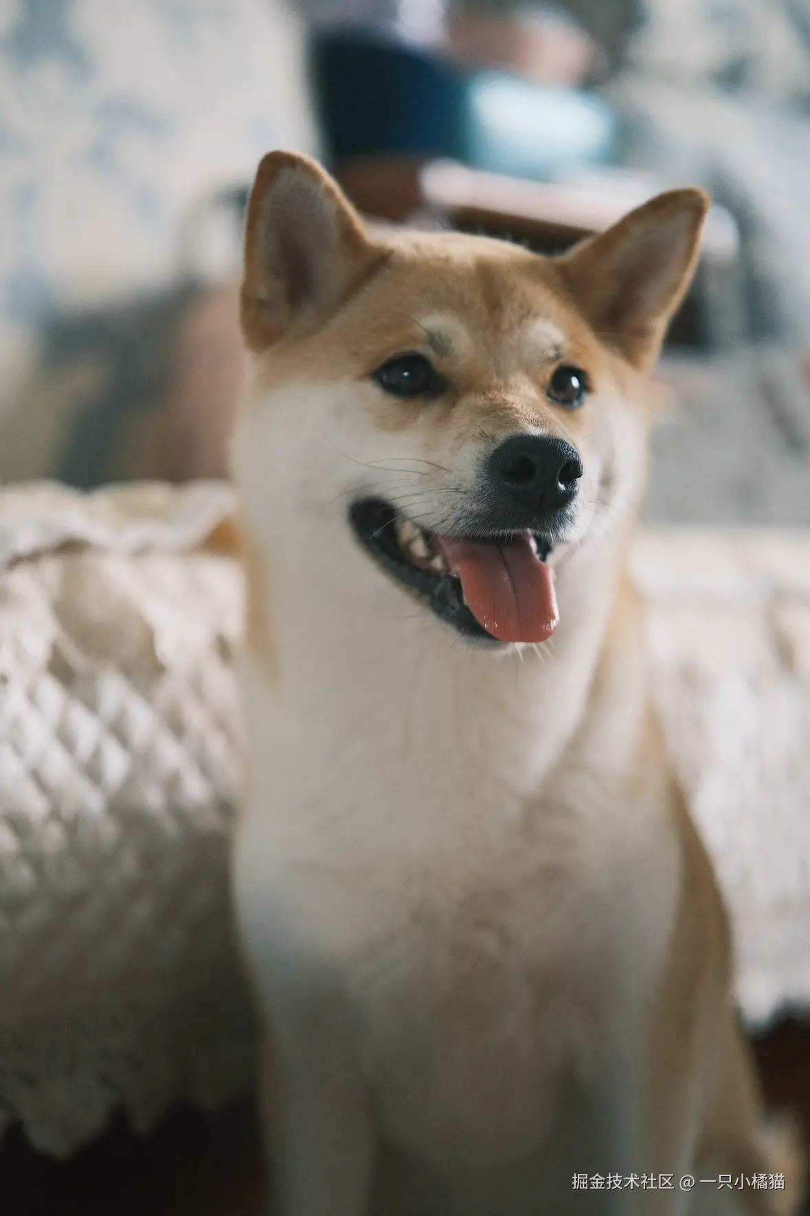 一只小橘猫于2025-08-05 10:28发布的图片