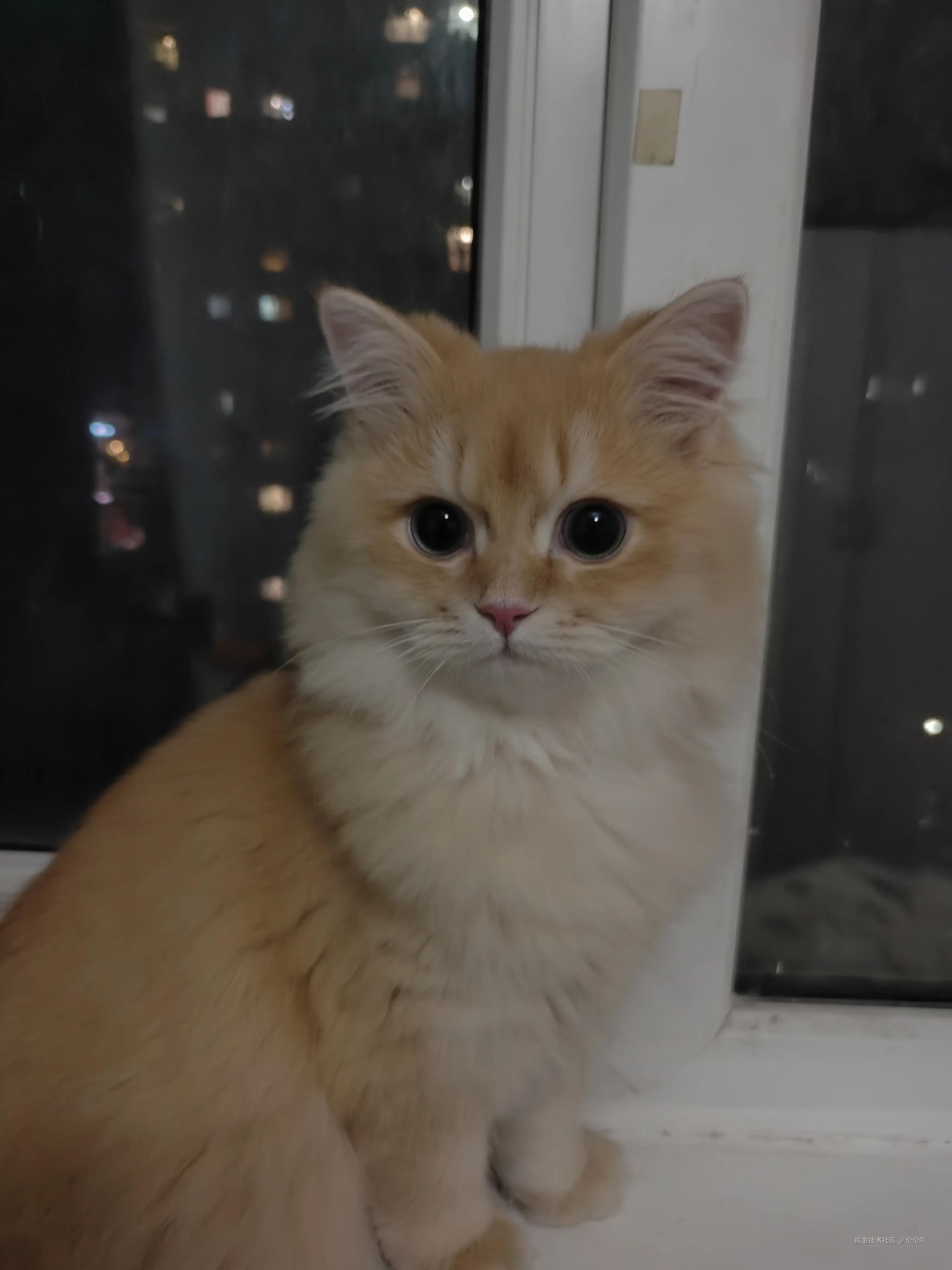 伦伦吖于2024-11-28 10:04发布的图片