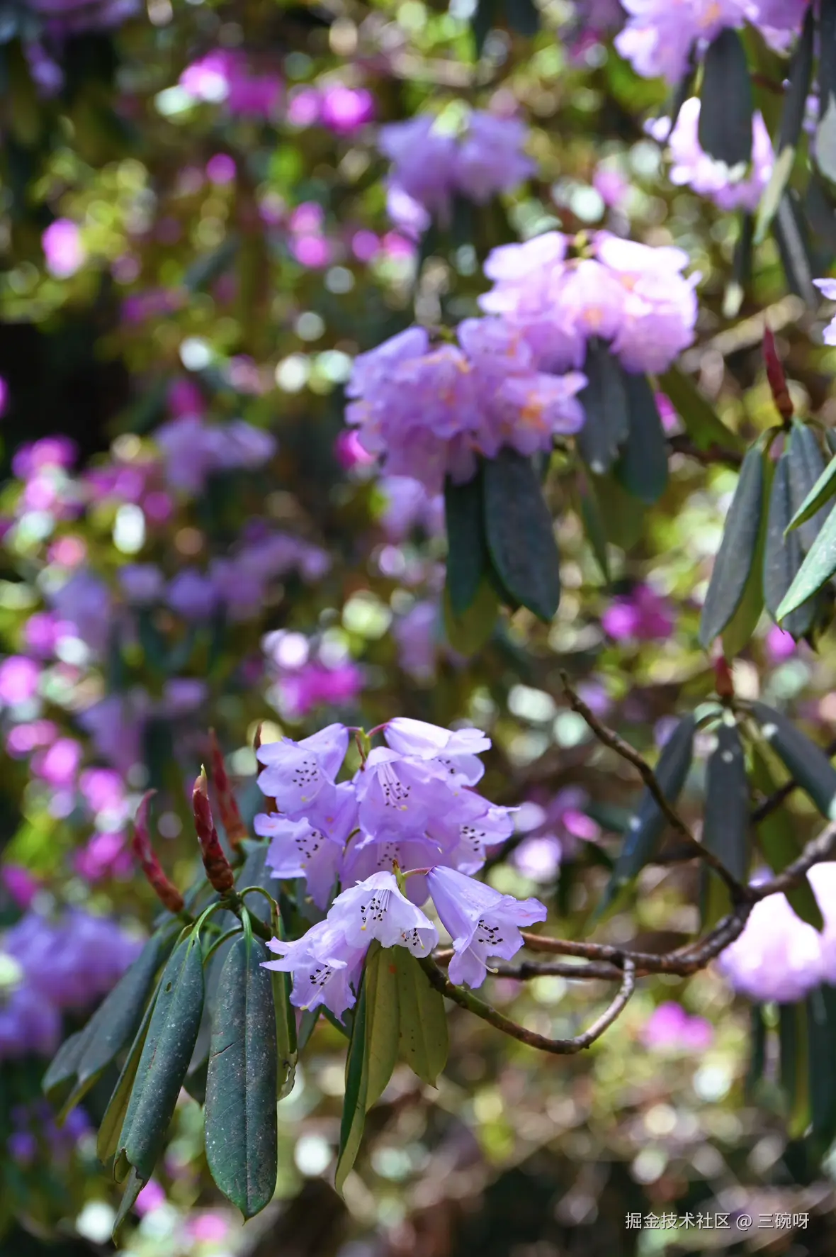 三碗呀于2025-04-22 10:05发布的图片