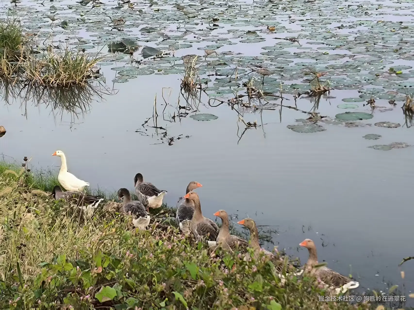 狗熊岭在逃翠花于2025-10-13 13:49发布的图片