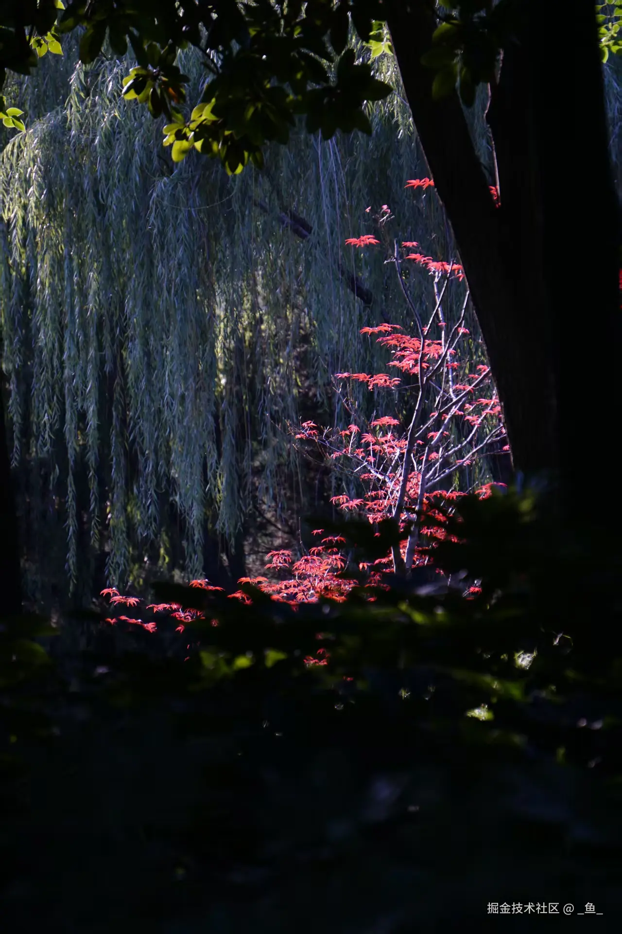 _鱼_于2025-11-19 17:27发布的图片