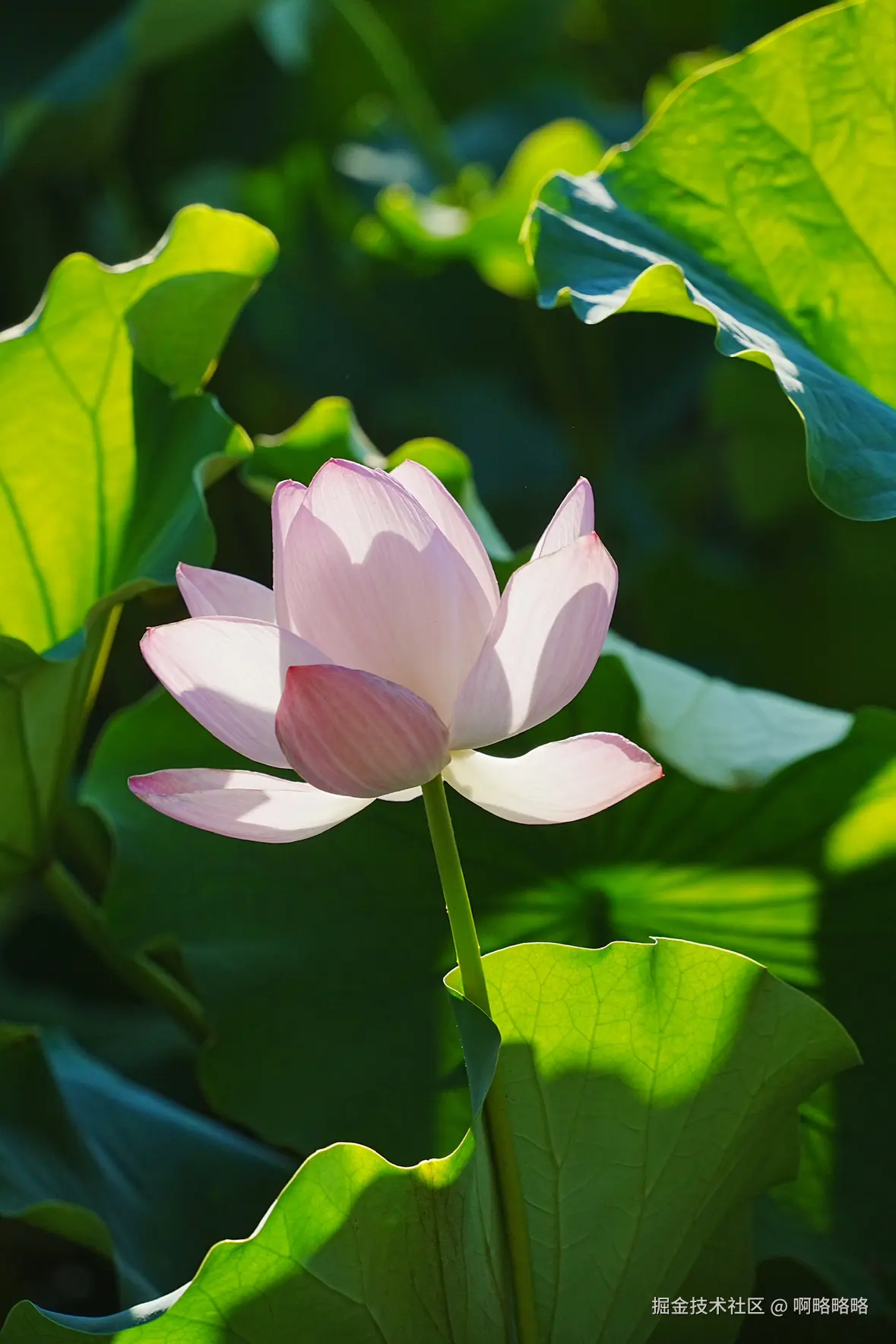 啊略略略于2025-07-07 16:37发布的图片