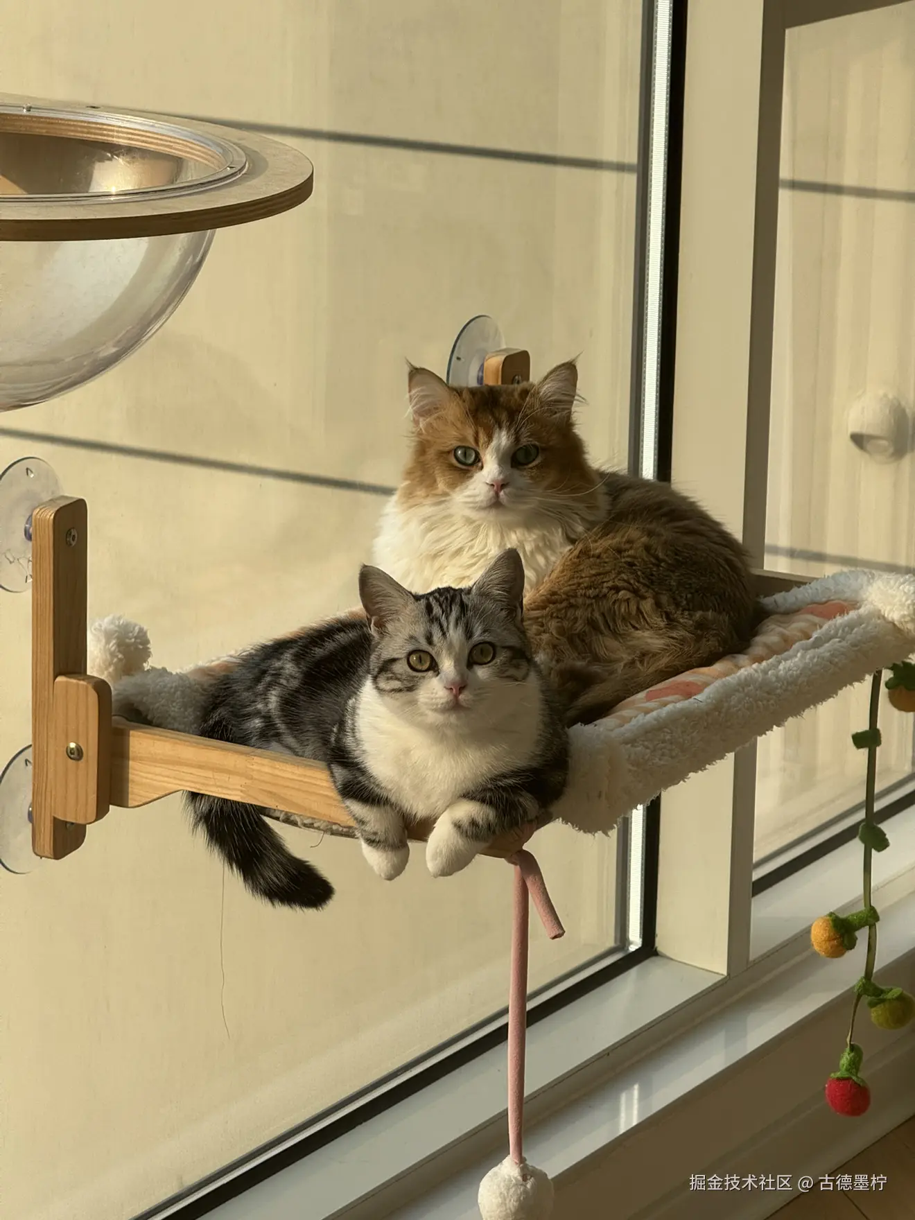 古德墨柠于2026-01-28 16:18发布的图片