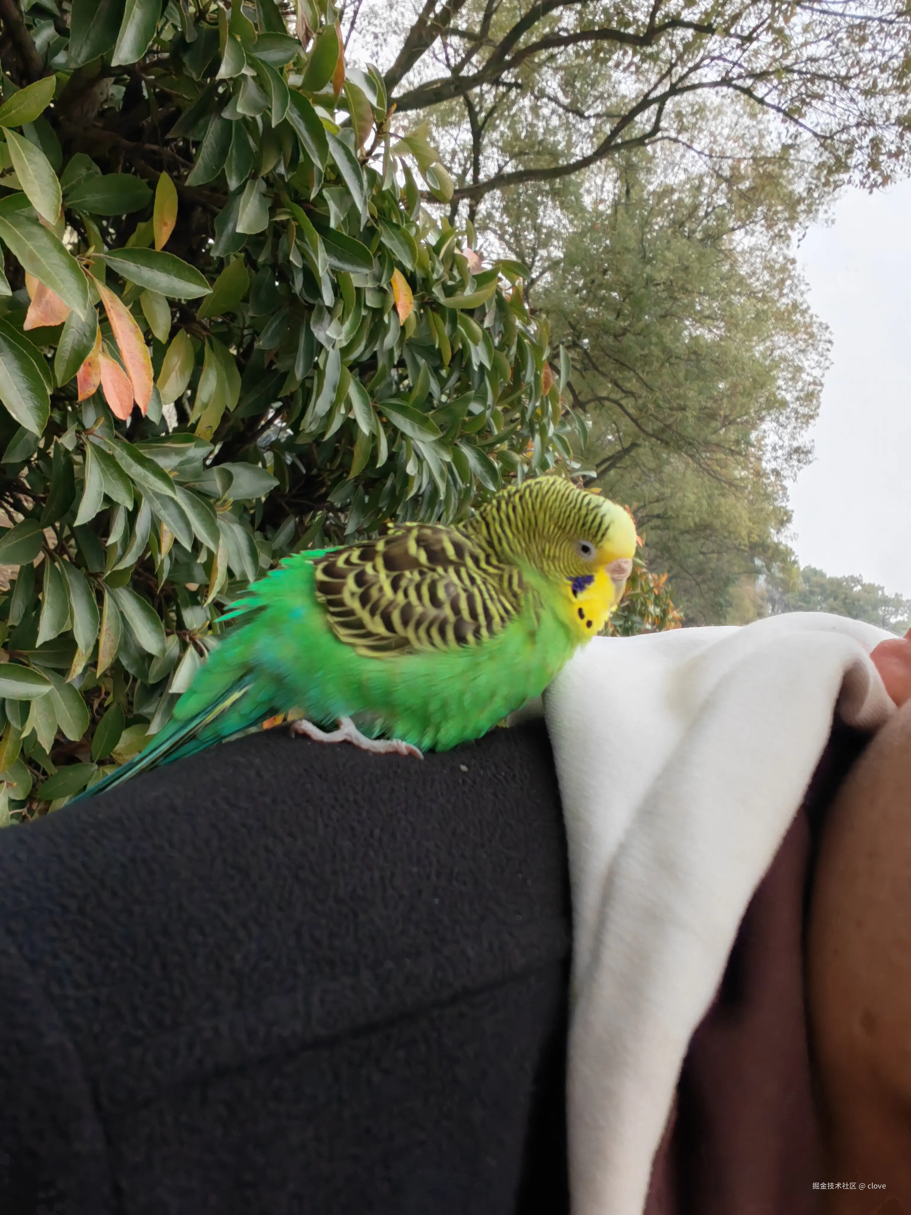 clove于2026-03-15 19:57发布的图片