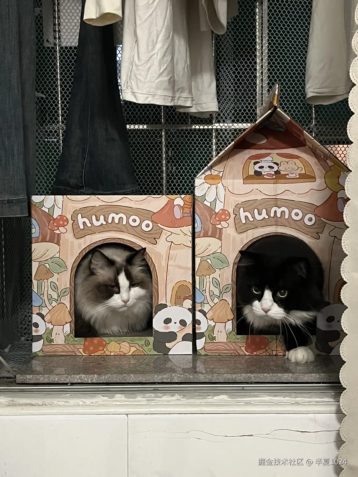 半夏1024于2024-11-08 13:52发布的图片