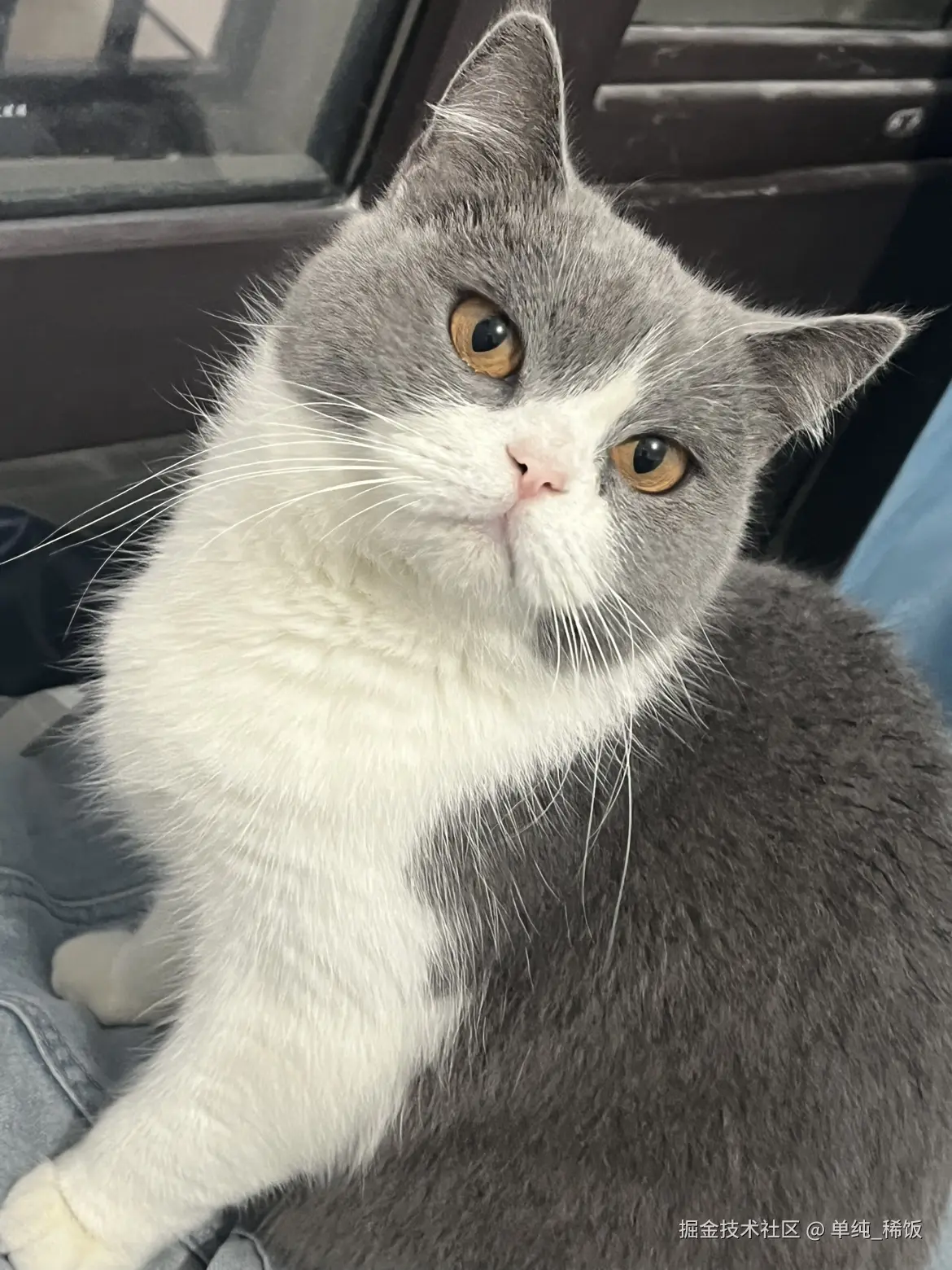 单纯_稀饭于2024-12-23 08:59发布的图片