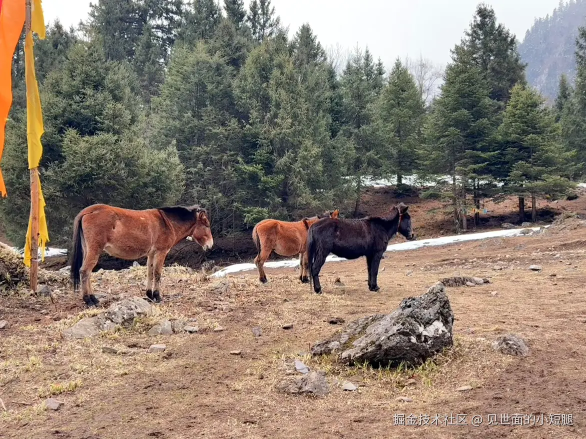 见世面的小短腿于2025-03-24 14:16发布的图片