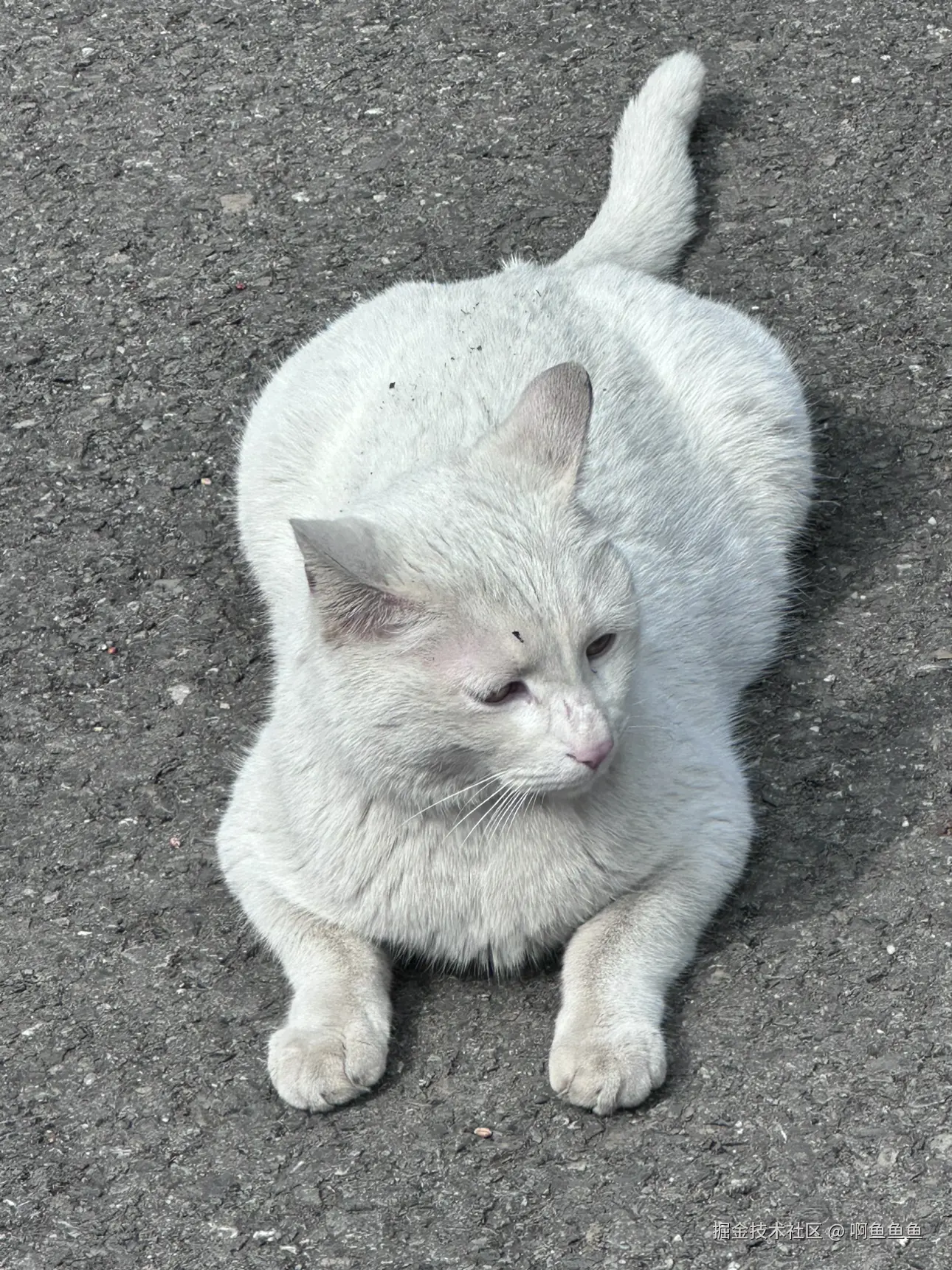 啊鱼鱼鱼于2025-03-10 11:42发布的图片