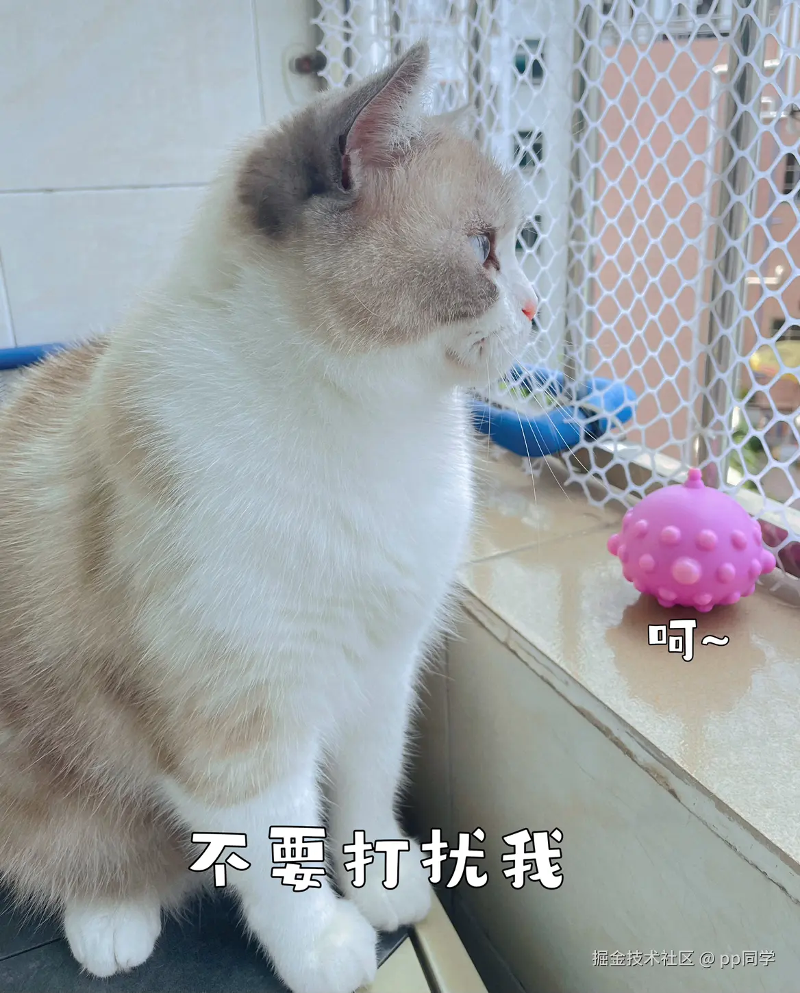 pp同学于2025-06-02 08:51发布的图片