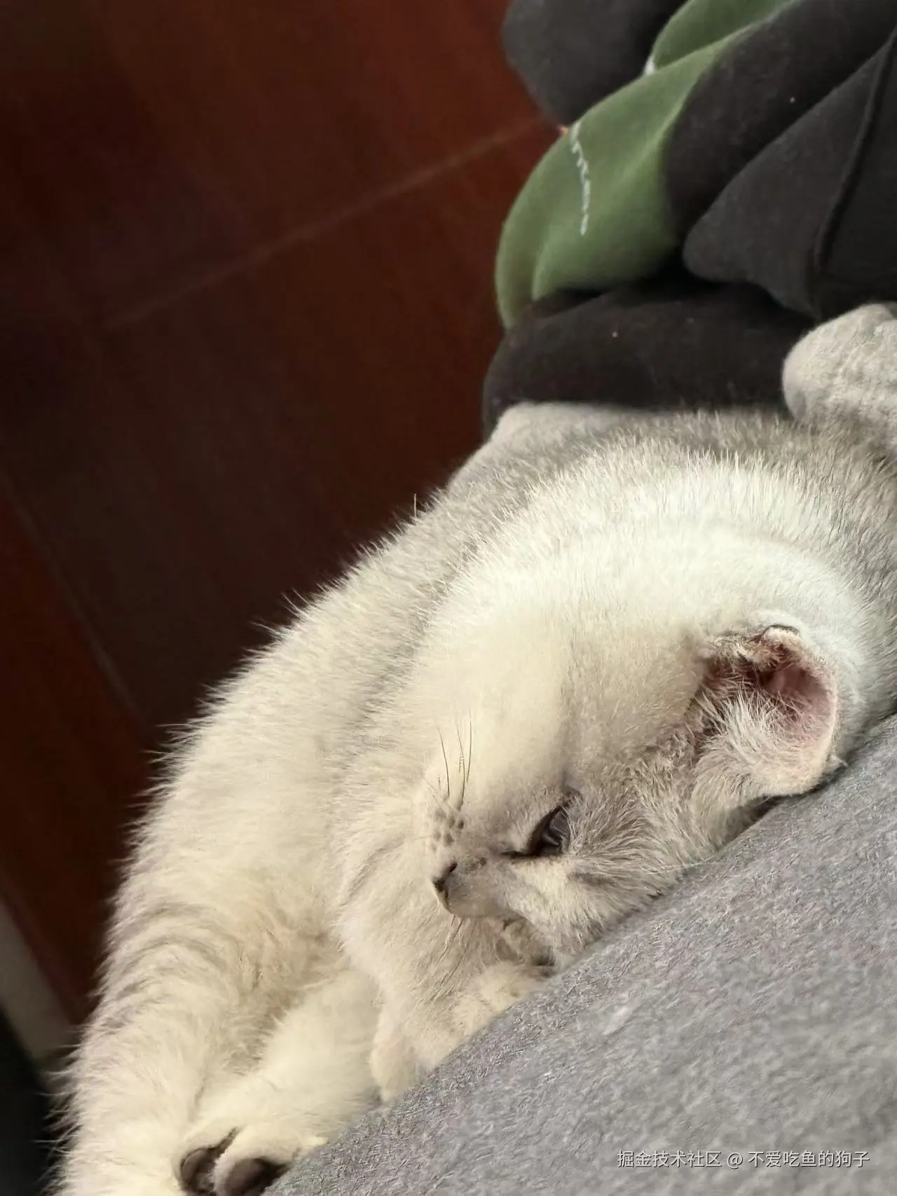 不爱吃鱼的狗子于2024-11-08 12:00发布的图片