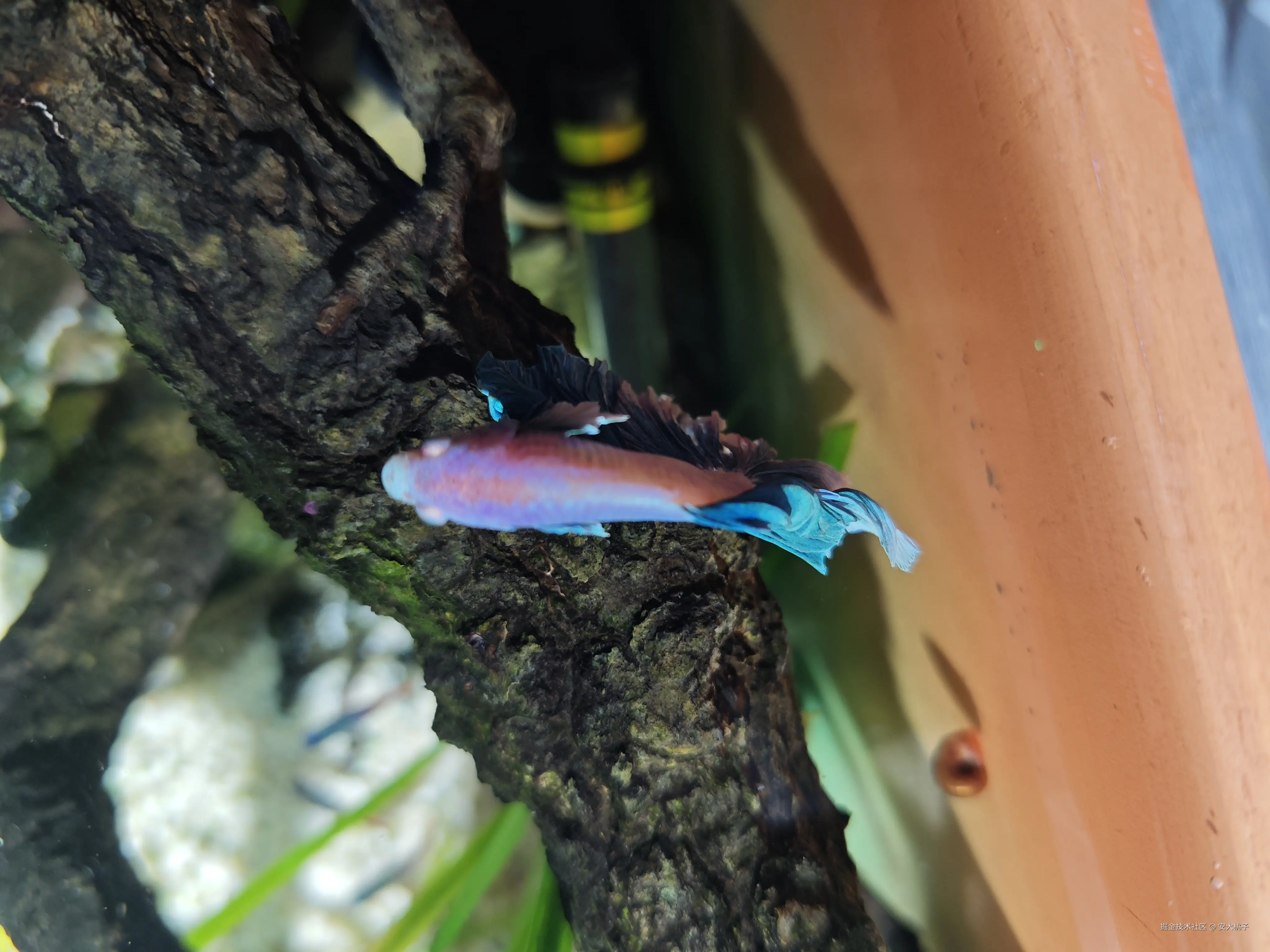 安大桃子于2026-03-26 11:02发布的图片