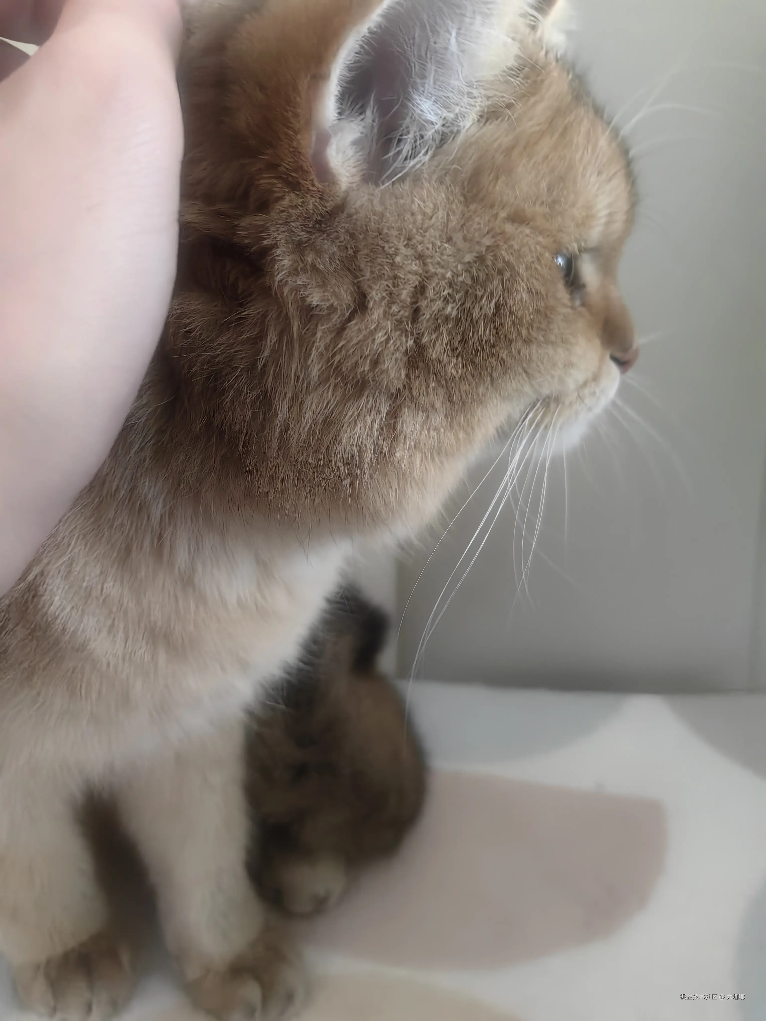 大嘟嘟于2026-03-30 16:06发布的图片