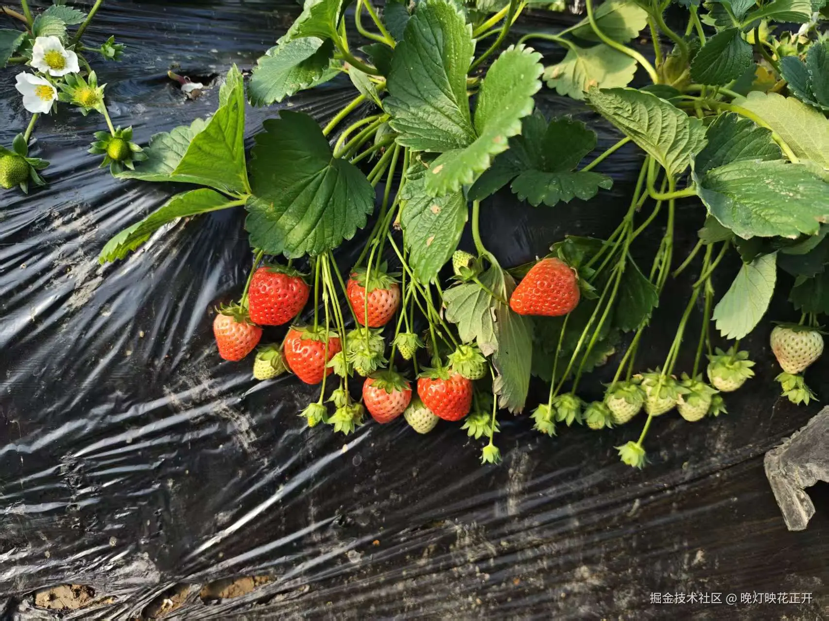 晚灯映花正开于2025-12-29 16:29发布的图片