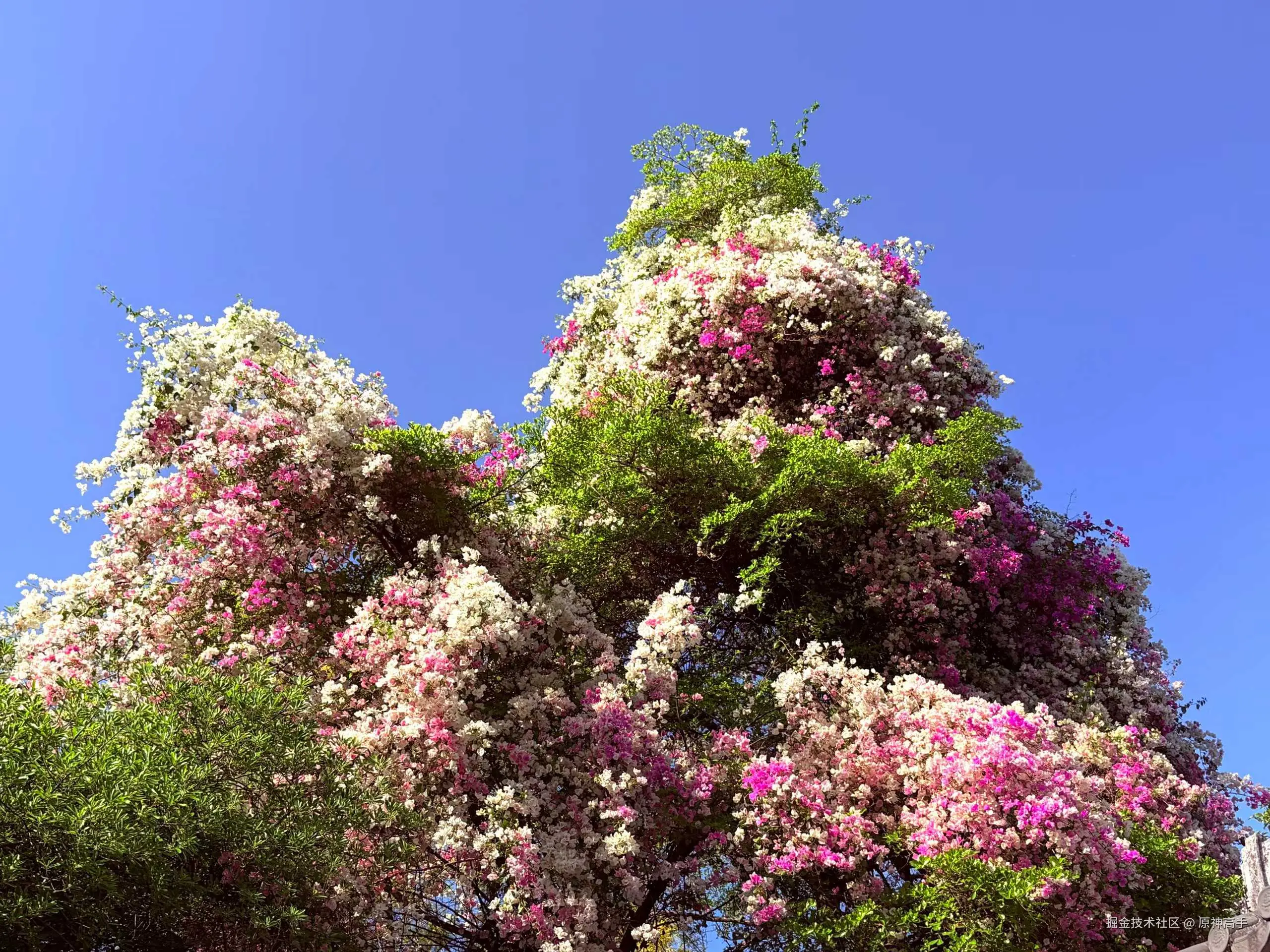 原神高手于2026-03-16 09:29发布的图片