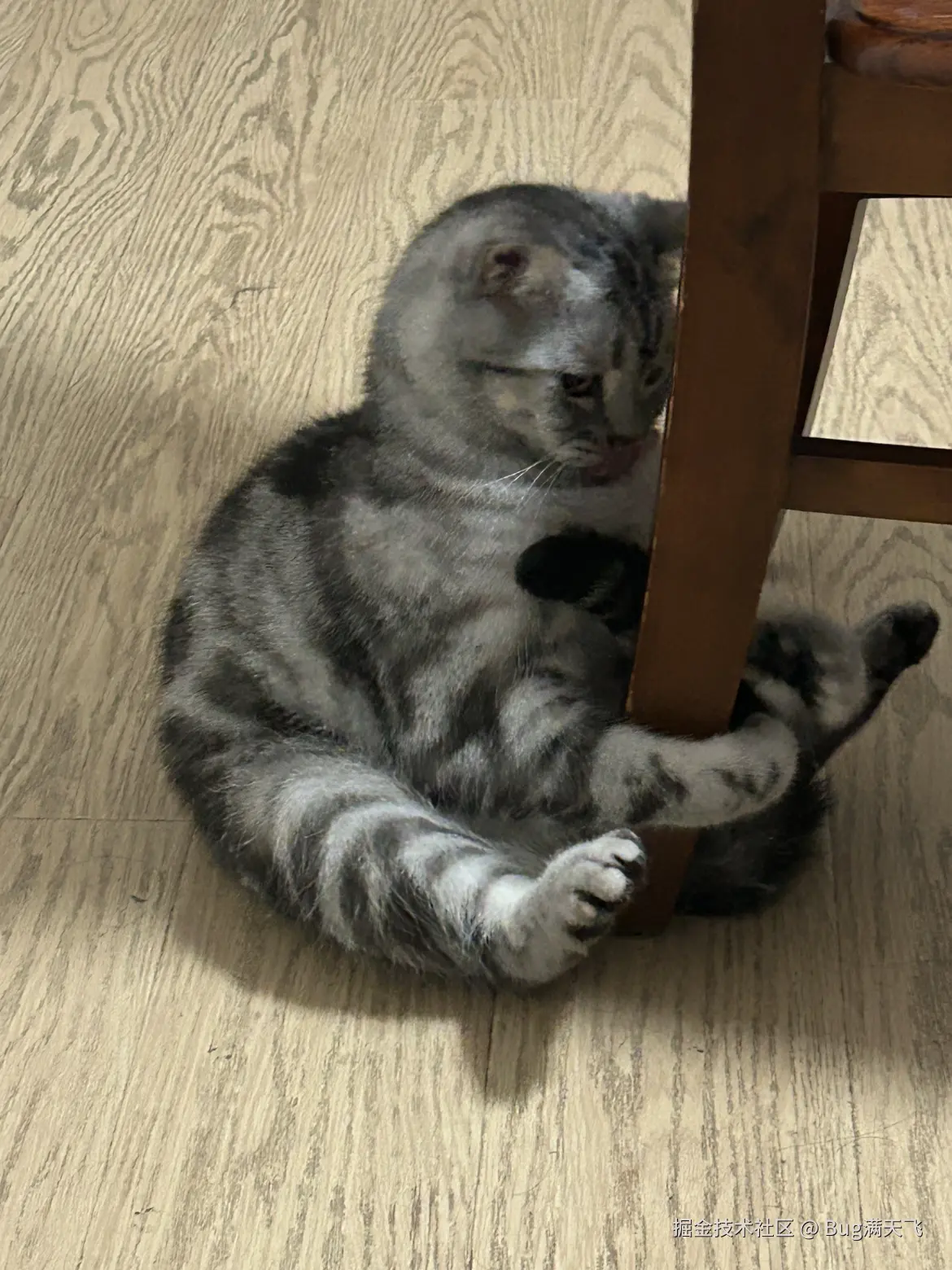 Bug满天飞于2024-09-21 08:05发布的图片