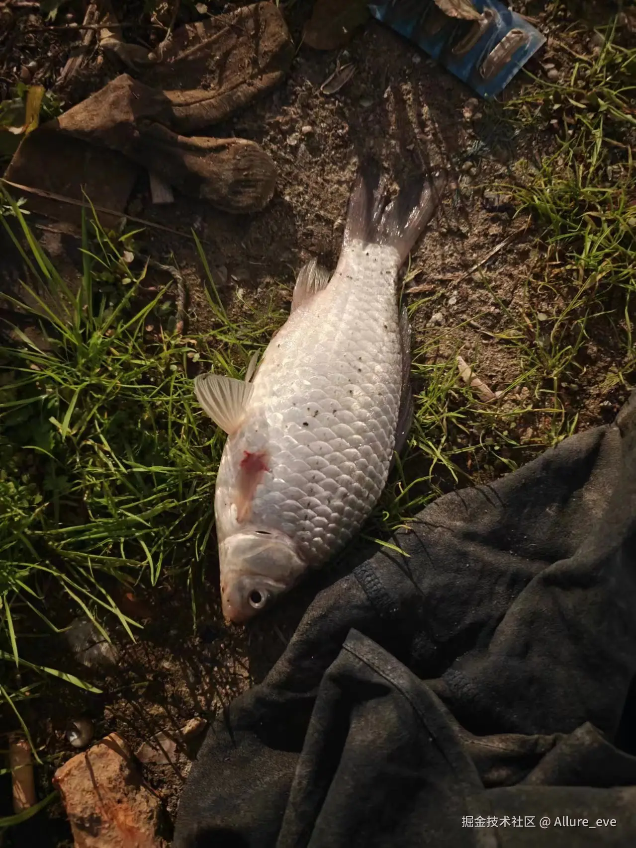 Allure_eve于2024-12-05 09:28发布的图片