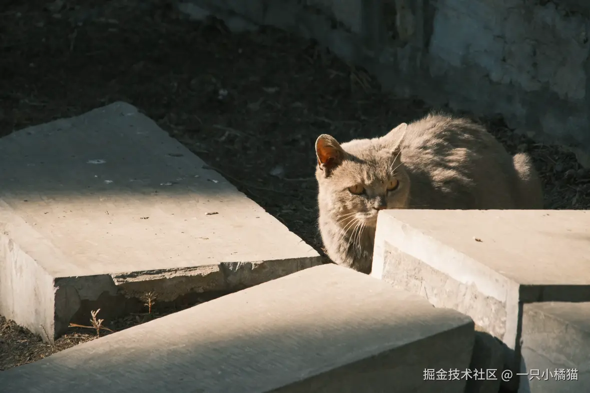 一只小橘猫于2026-02-09 09:16发布的图片