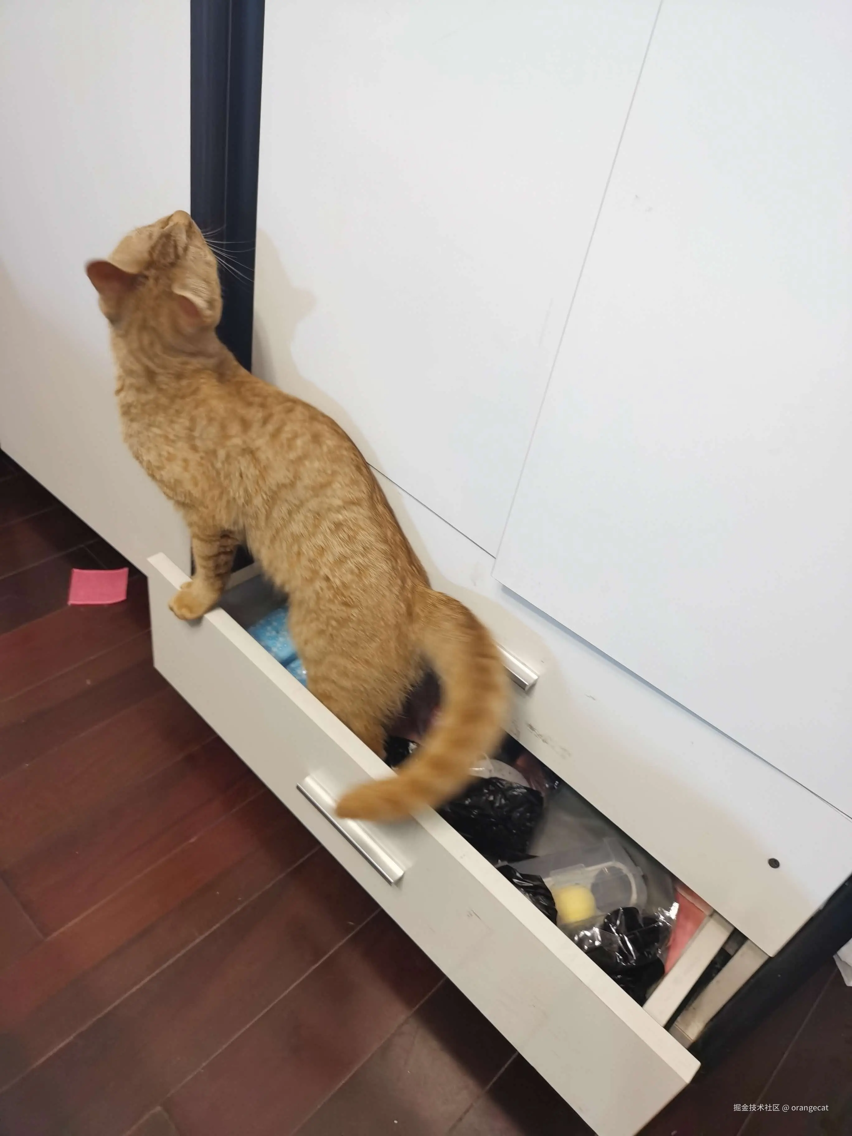 orangecat于2026-08-17 07:52发布的图片