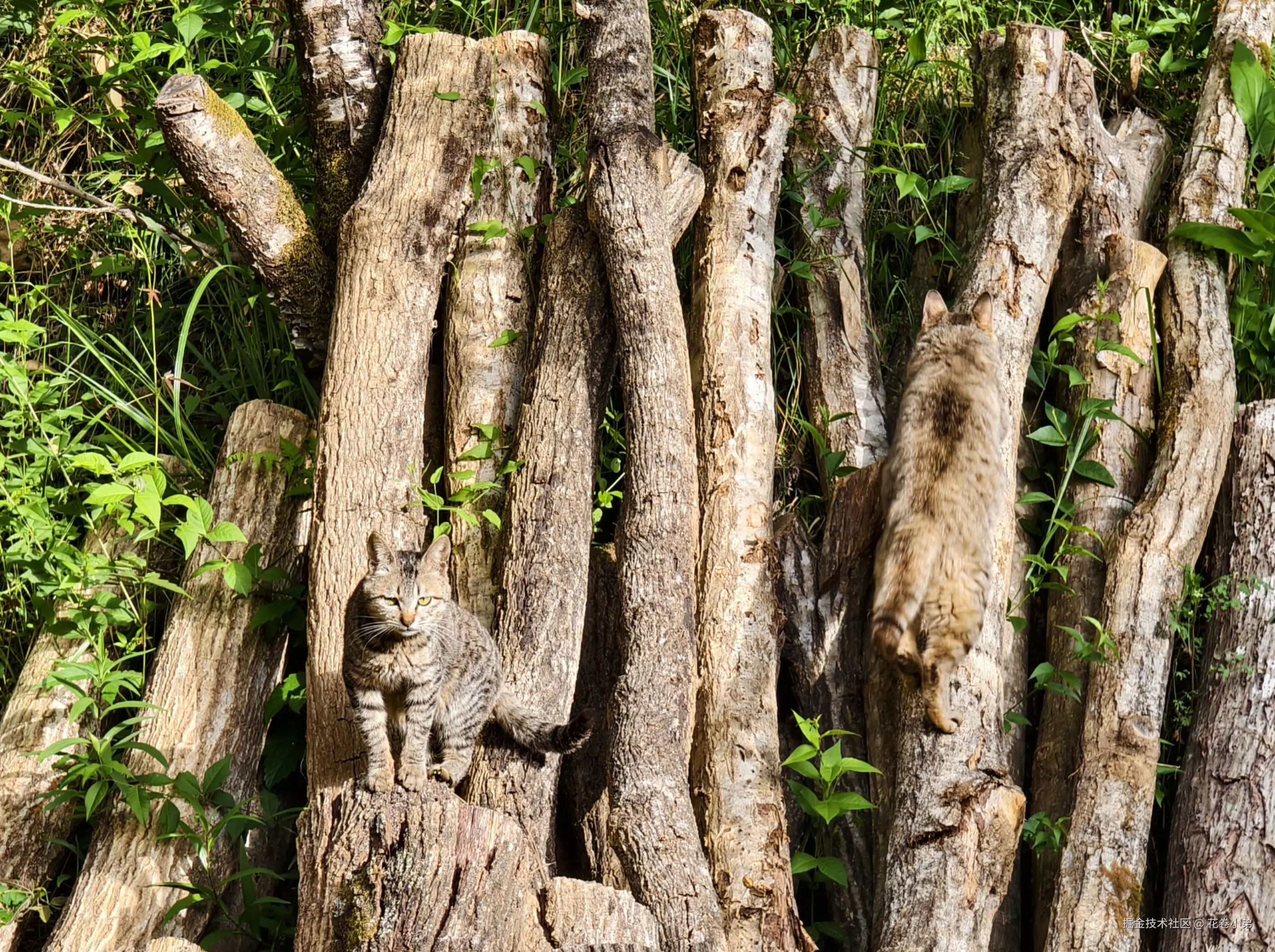 花卷小弟于2025-05-07 11:43发布的图片