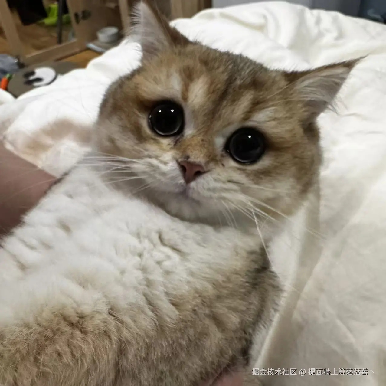 提瓦特上等落落莓丶于2024-12-11 01:46发布的图片