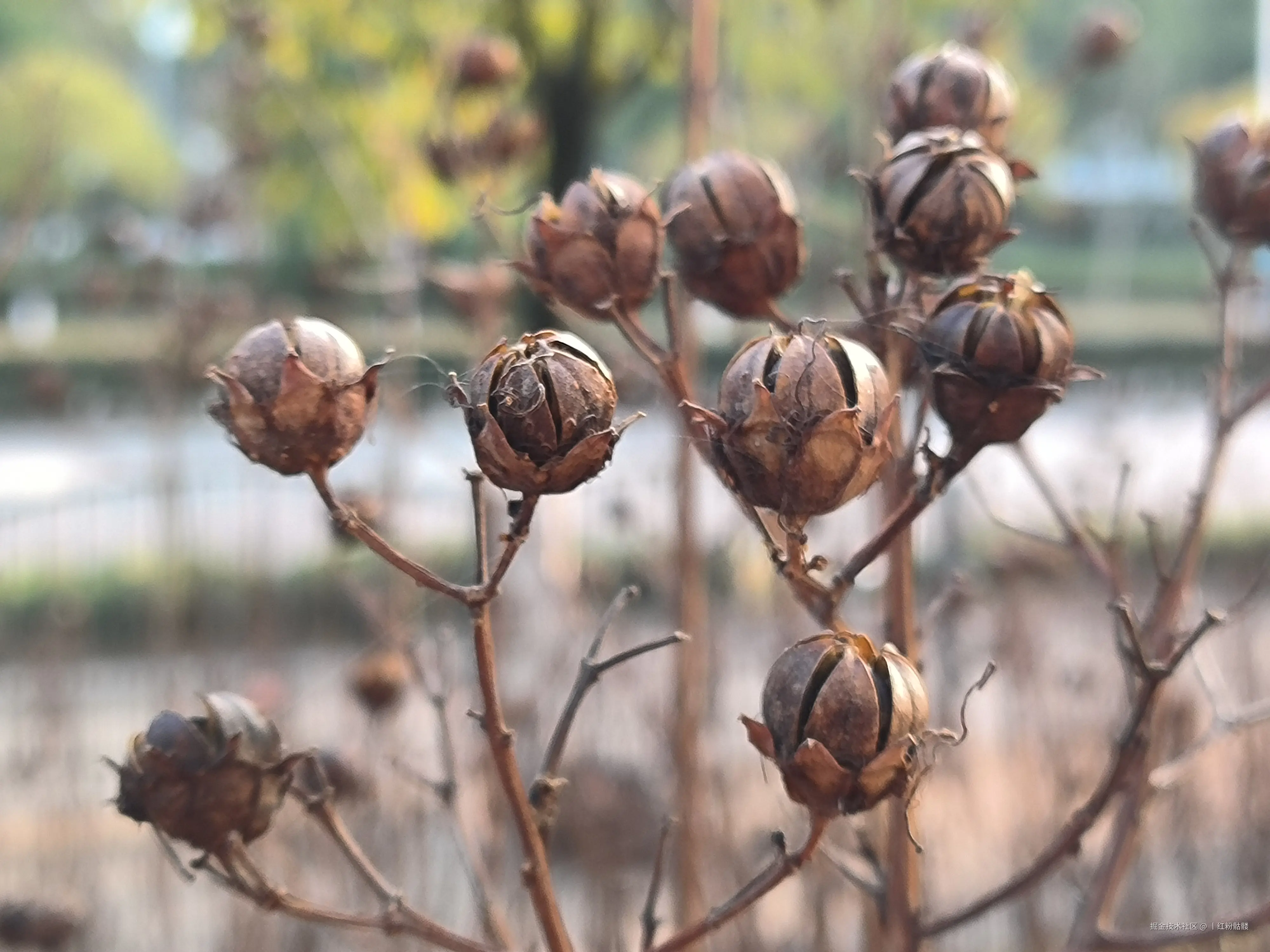 丨红粉骷髅于2025-01-14 14:00发布的图片