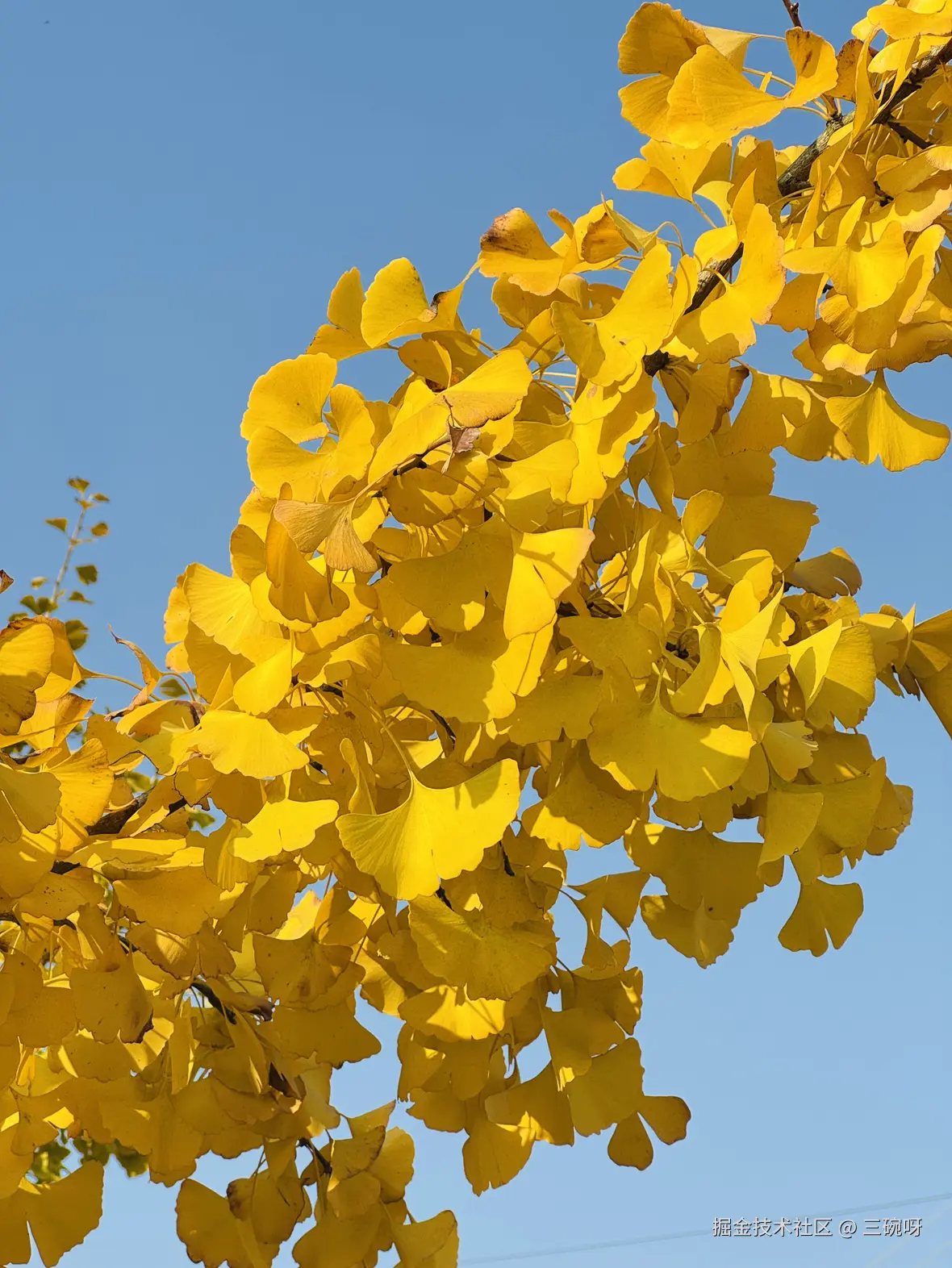 三碗呀于2024-12-03 10:19发布的图片